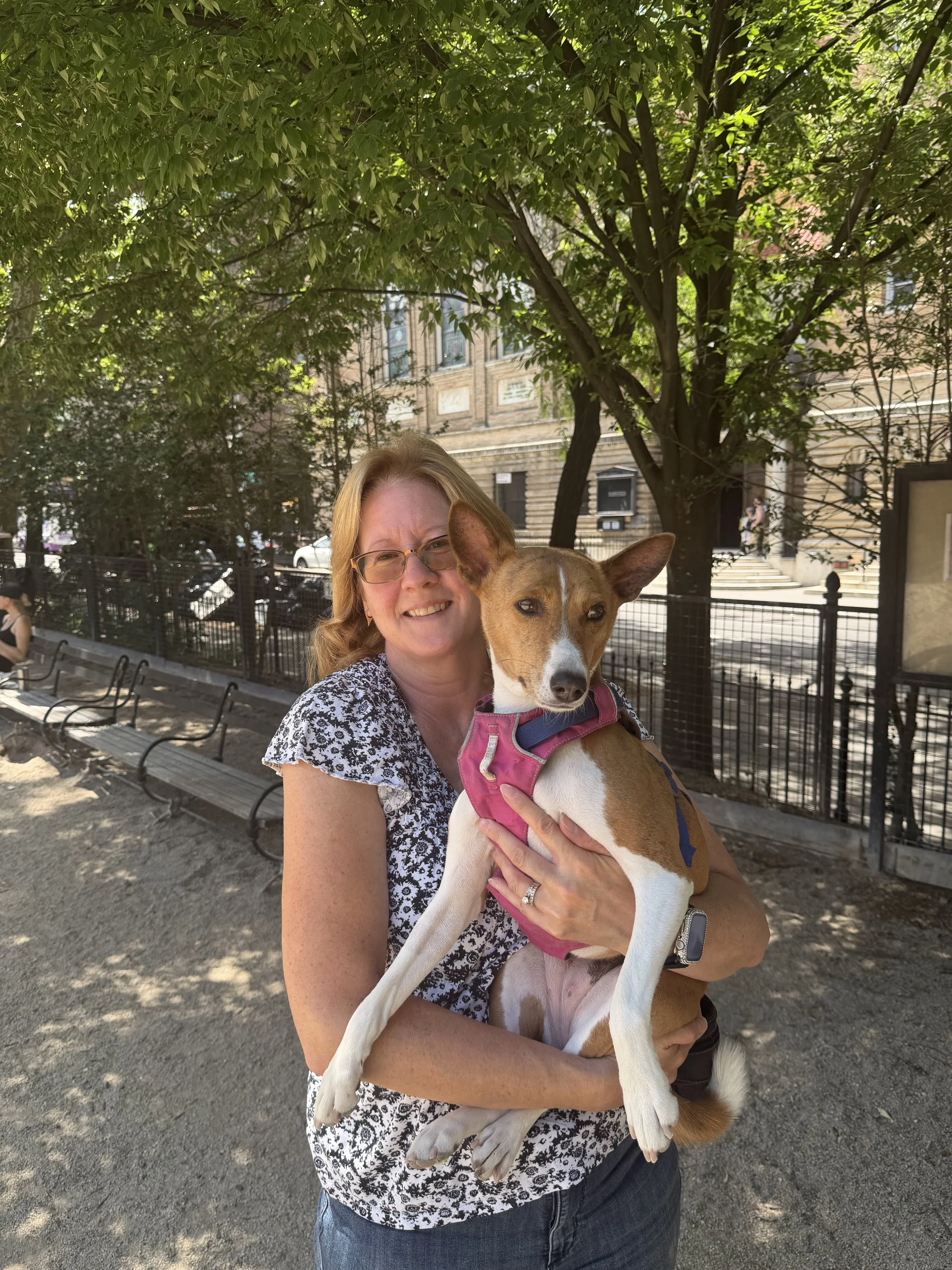 Join Us! - New York City Basenji Meetup - 21 June 2026