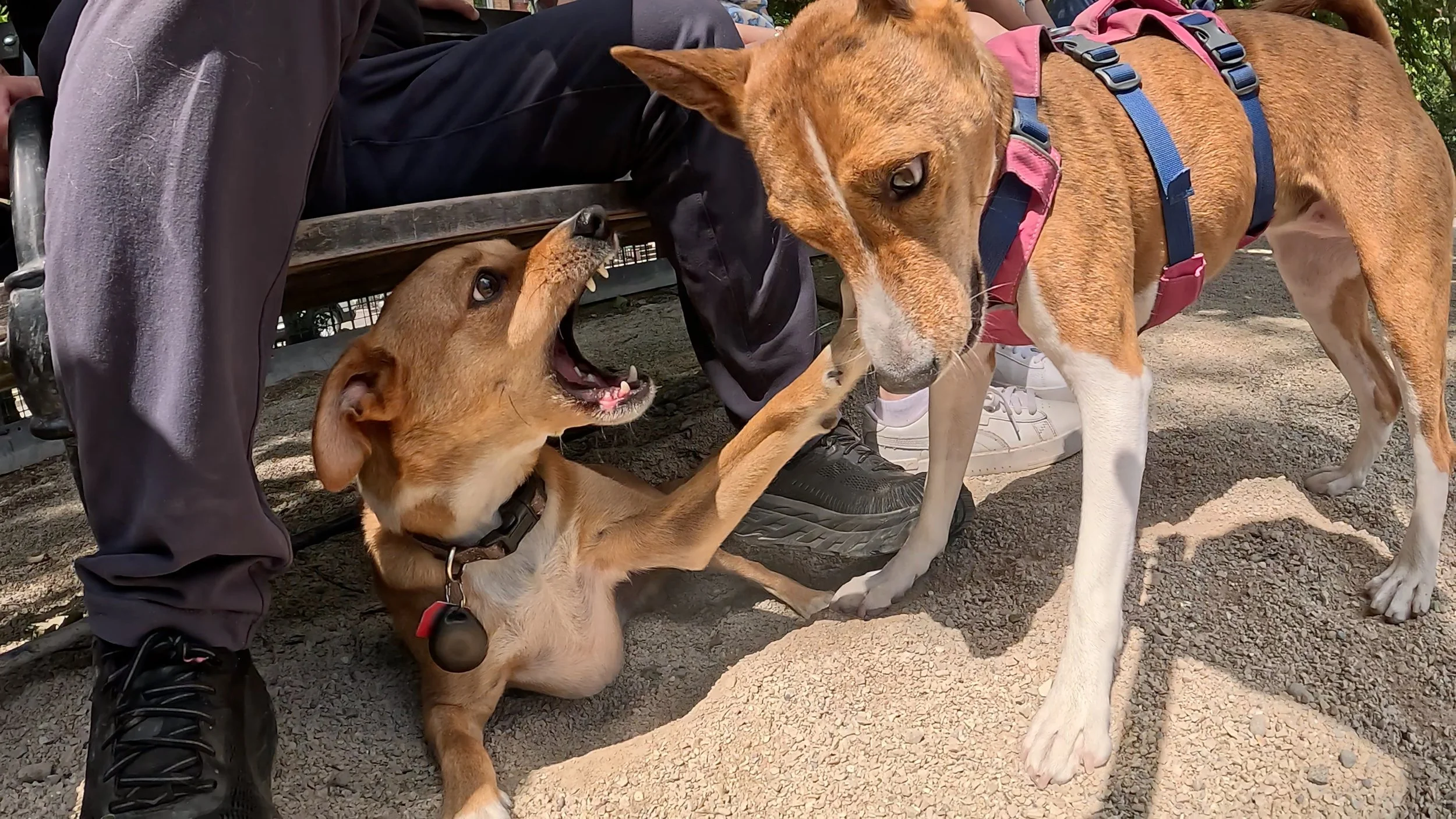 Sailor Jerry Brings the Action - New York City Basenji Meetup - 21 June 2026