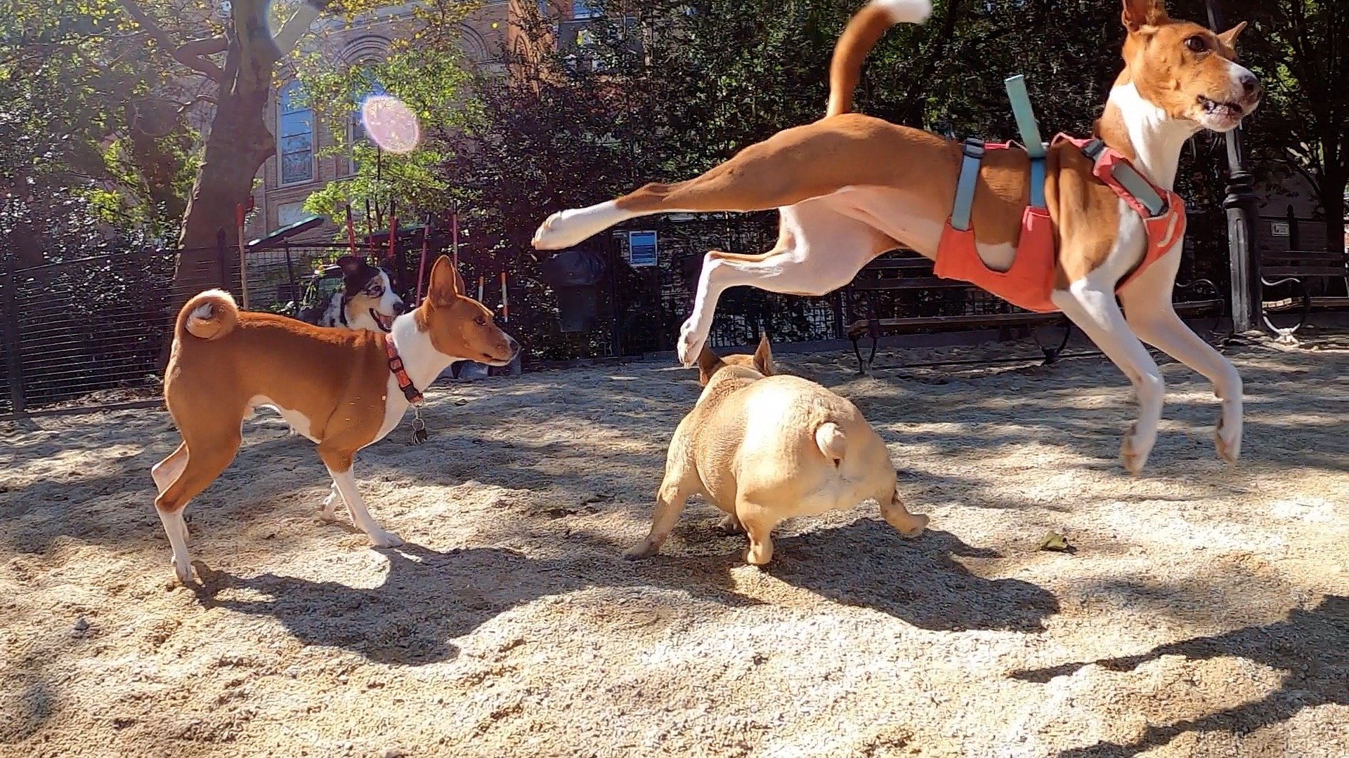 Join Us! - New York City Basenji Meetup - 12 July 2026