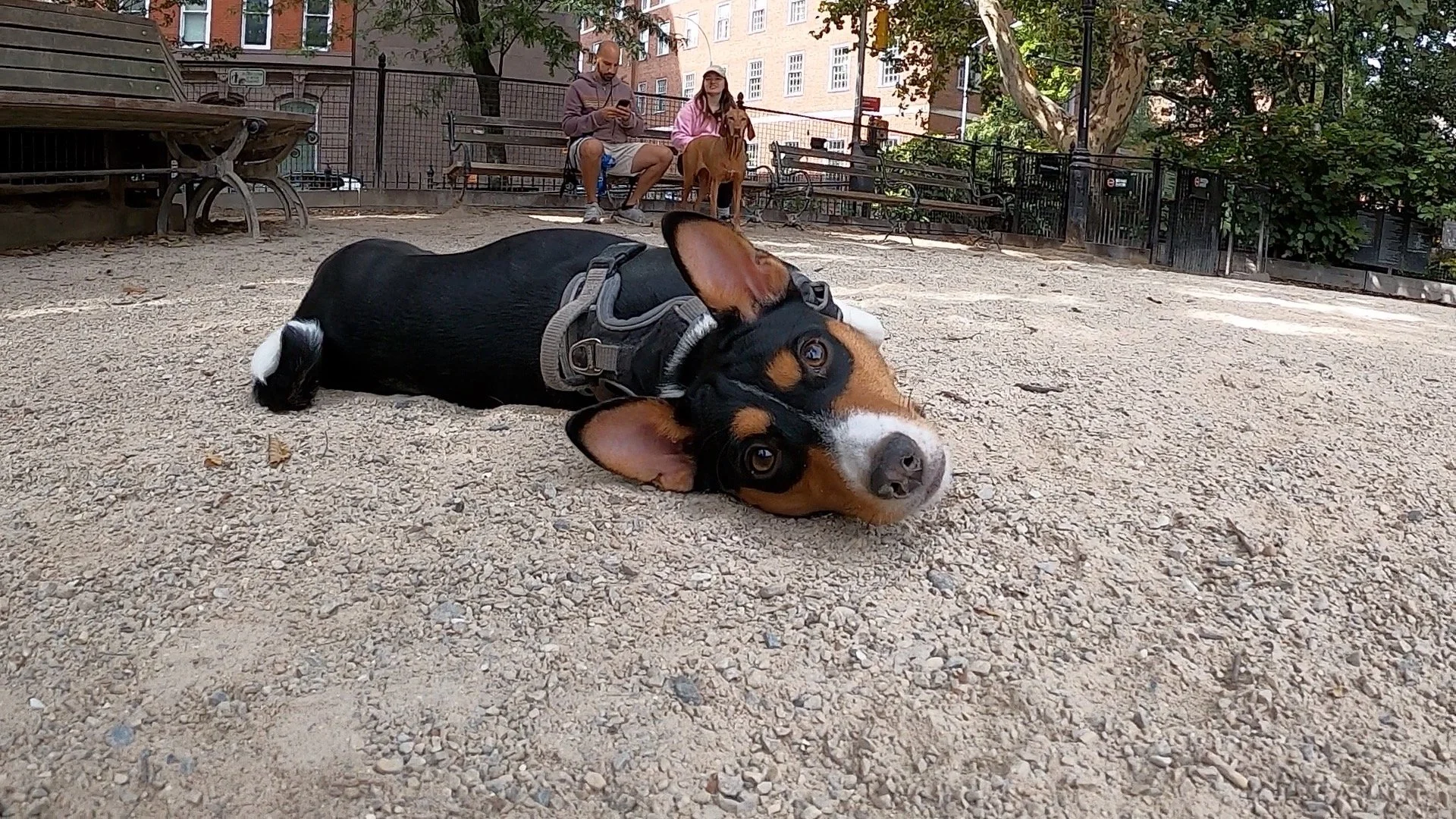Join Us! - New York City Basenji Meetup - 26 July 2026