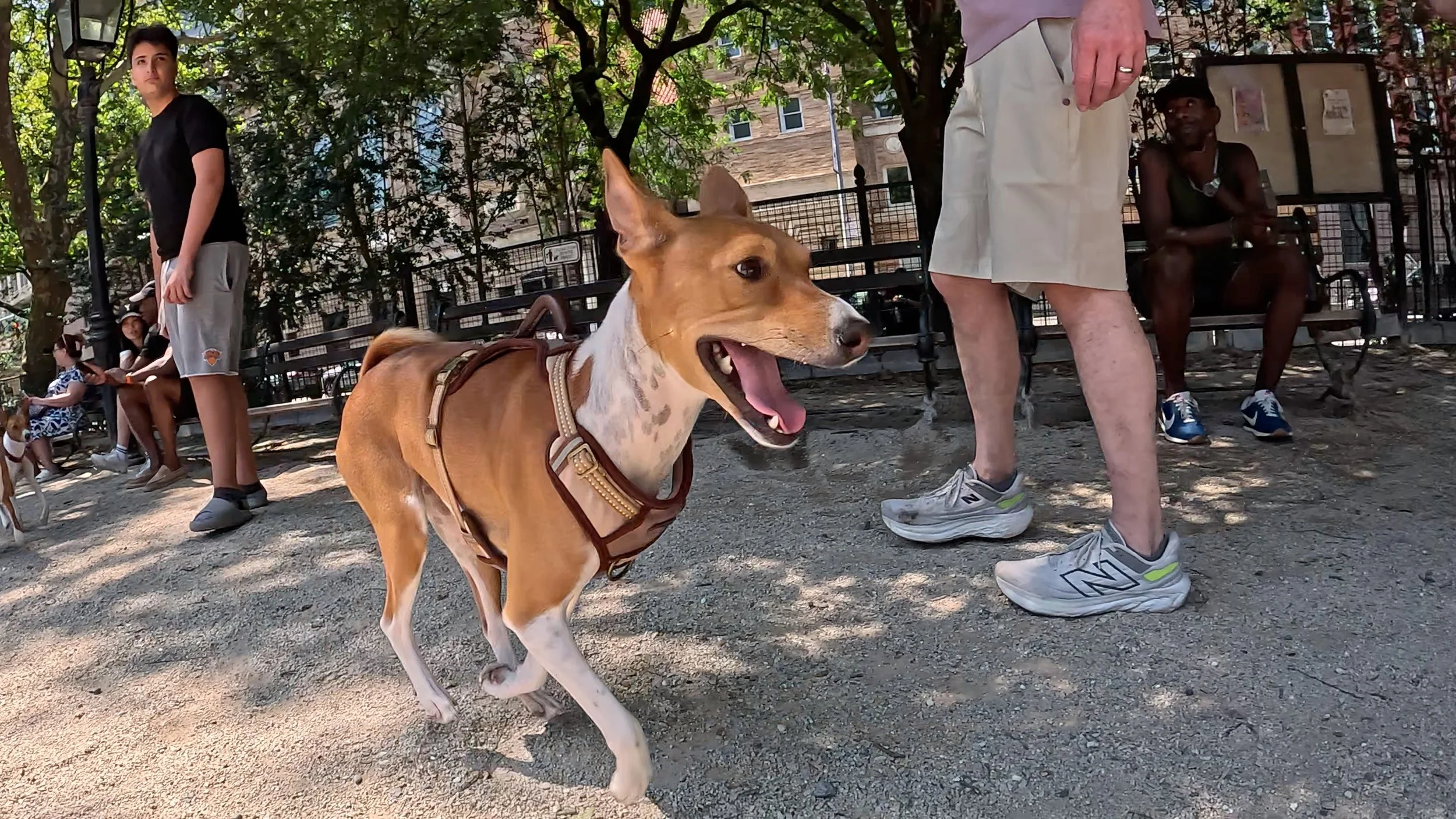 Nine Basenjis in Two Minutes - New York City Basenji Meetup - 12 July 2026