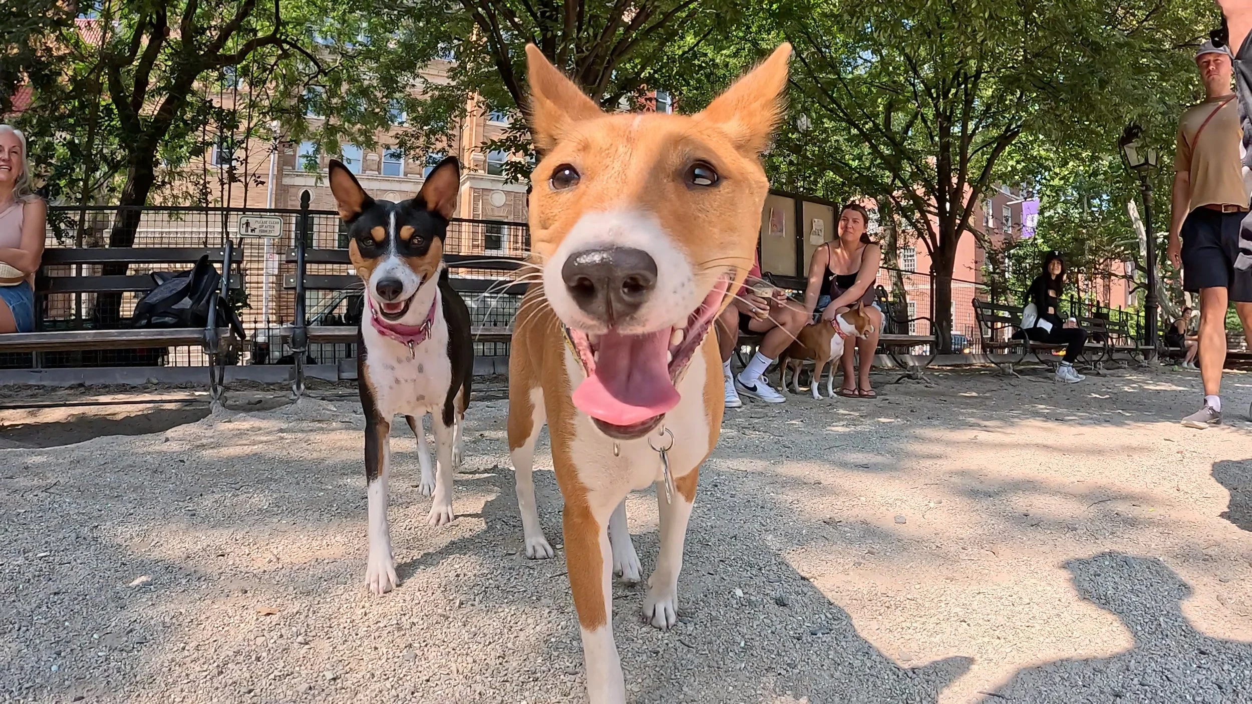 A Puppy Reunited With Her Mother - New York City Basenji Meetup - 26 July 2026