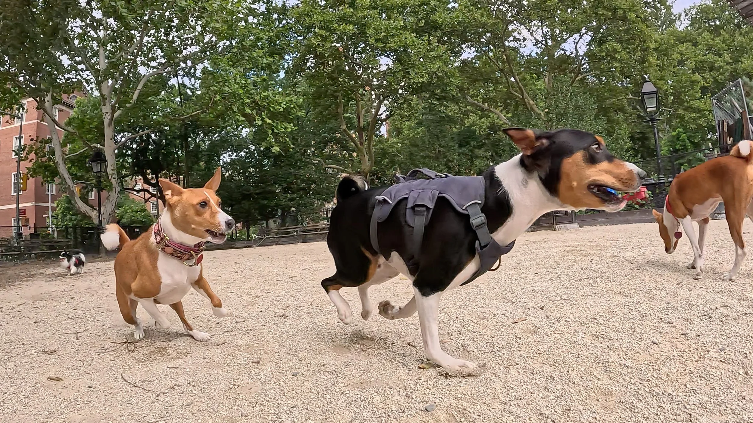 Run With Tumnus, Watch Out for Leah - New York City Basenji Meetup - 2 August 2026