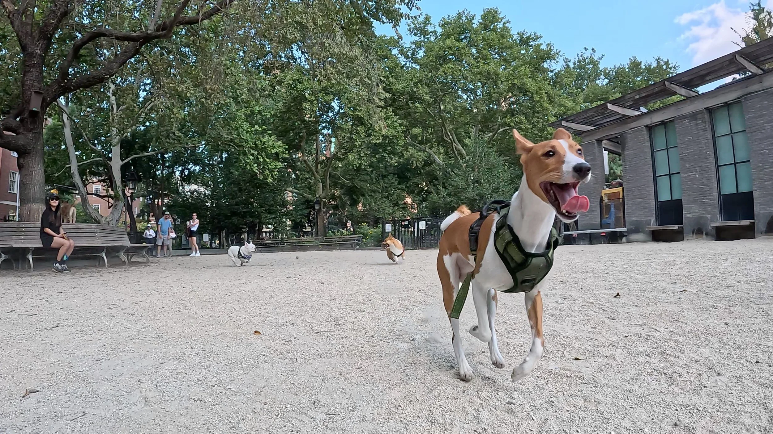 Basenji Puppy Pierre Runs the Park - New York City Basenji Meetup - 16 August 2026