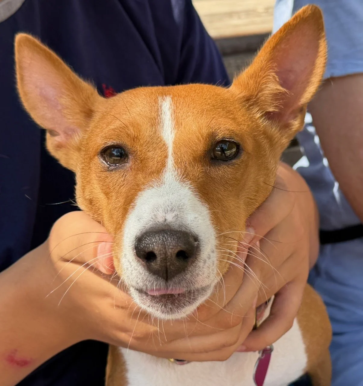 Brooklyn Basenji Puppy Takes Manhattan - New York City Basenji Meetup - 23 August 2026