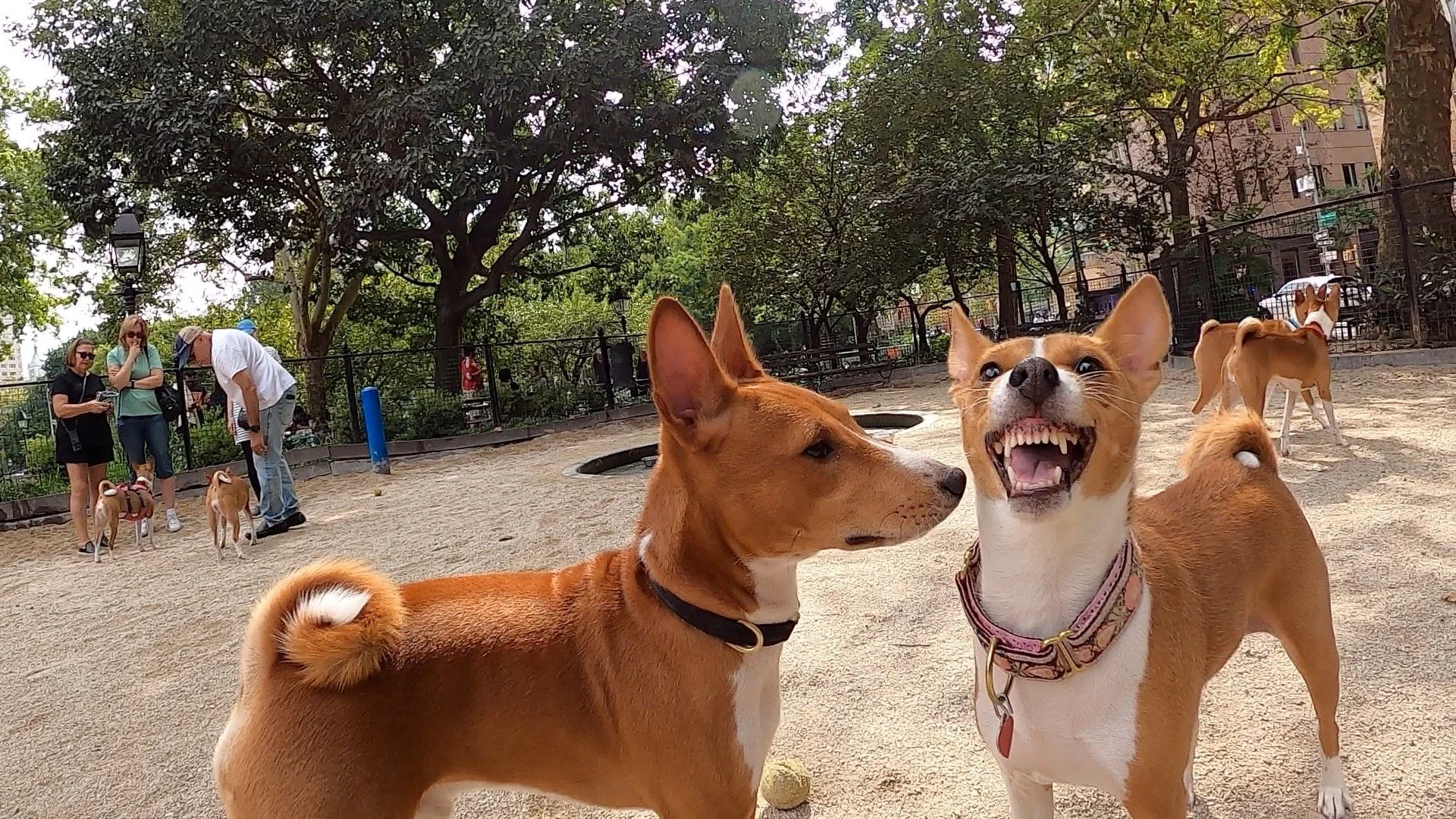 Join Us! - New York City Basenji Meetup - 6 September 2026
