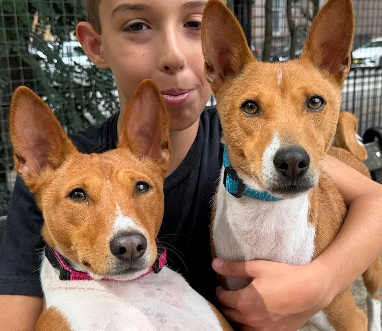 Eleven Basenjis, Eight Stories - New York City Basenji Meetup - 30 August 2026
