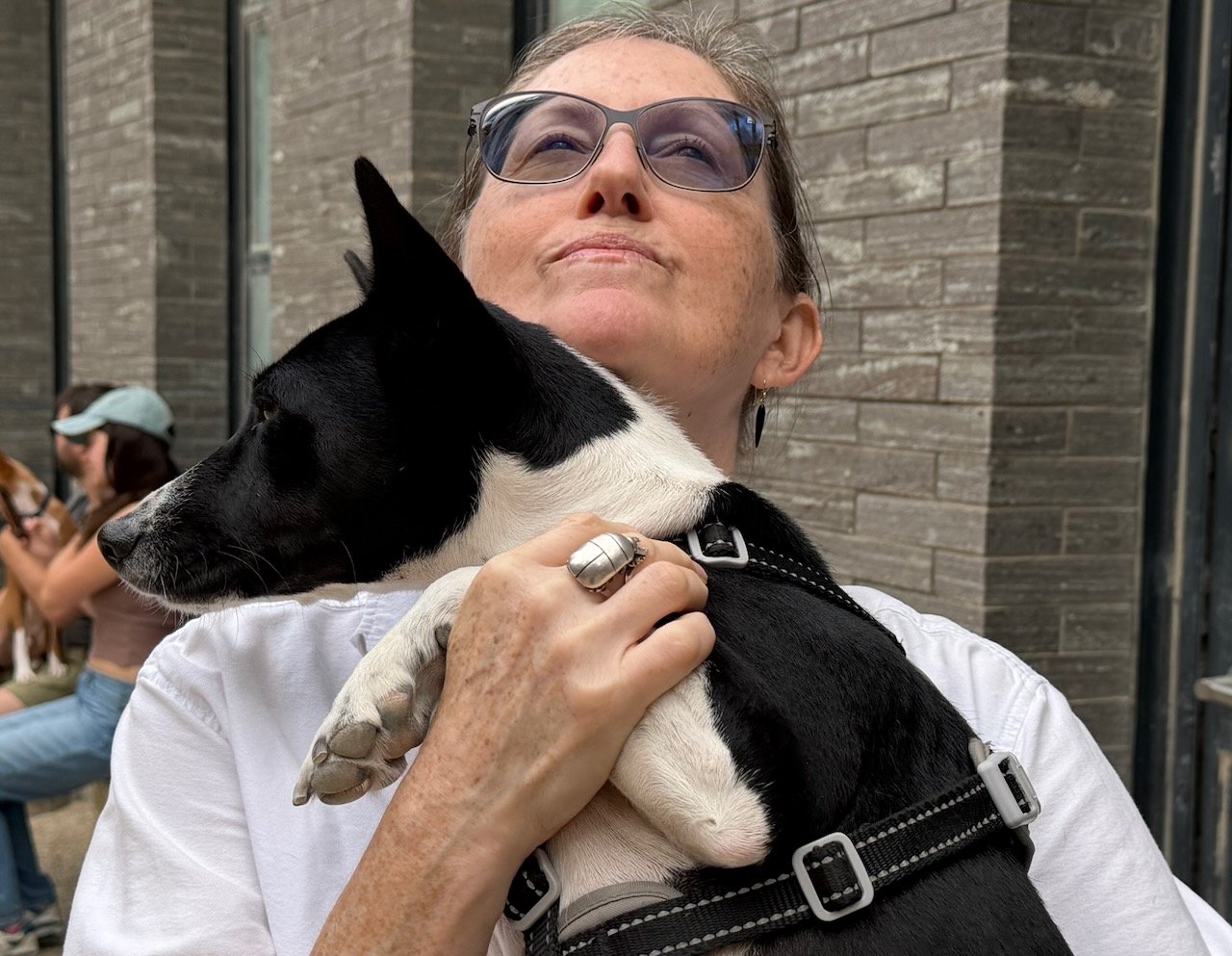 Seven Basenjis Flirt and Tussle - New York City Basenji Meetup - 6 September 2026