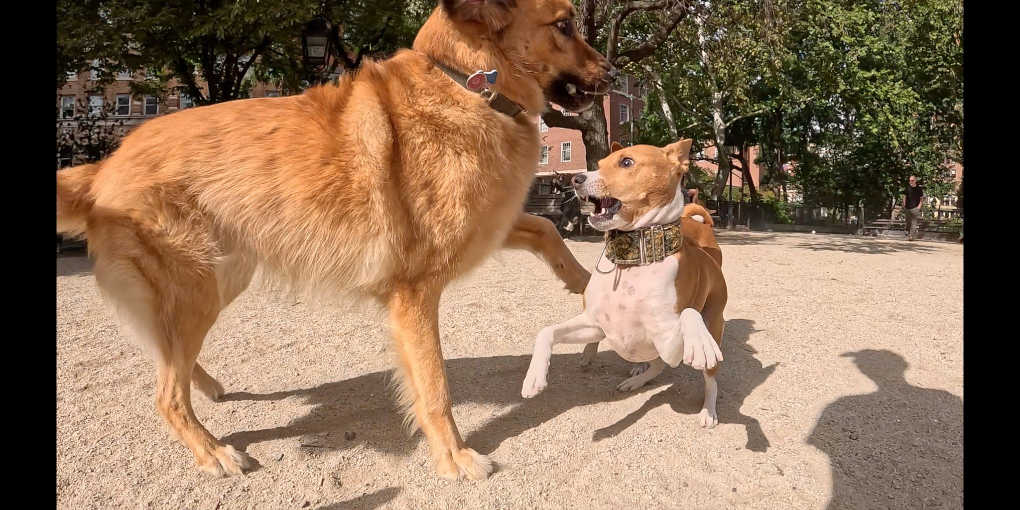 Join Us! - New York City Basenji Meetup - 4 October 2026
