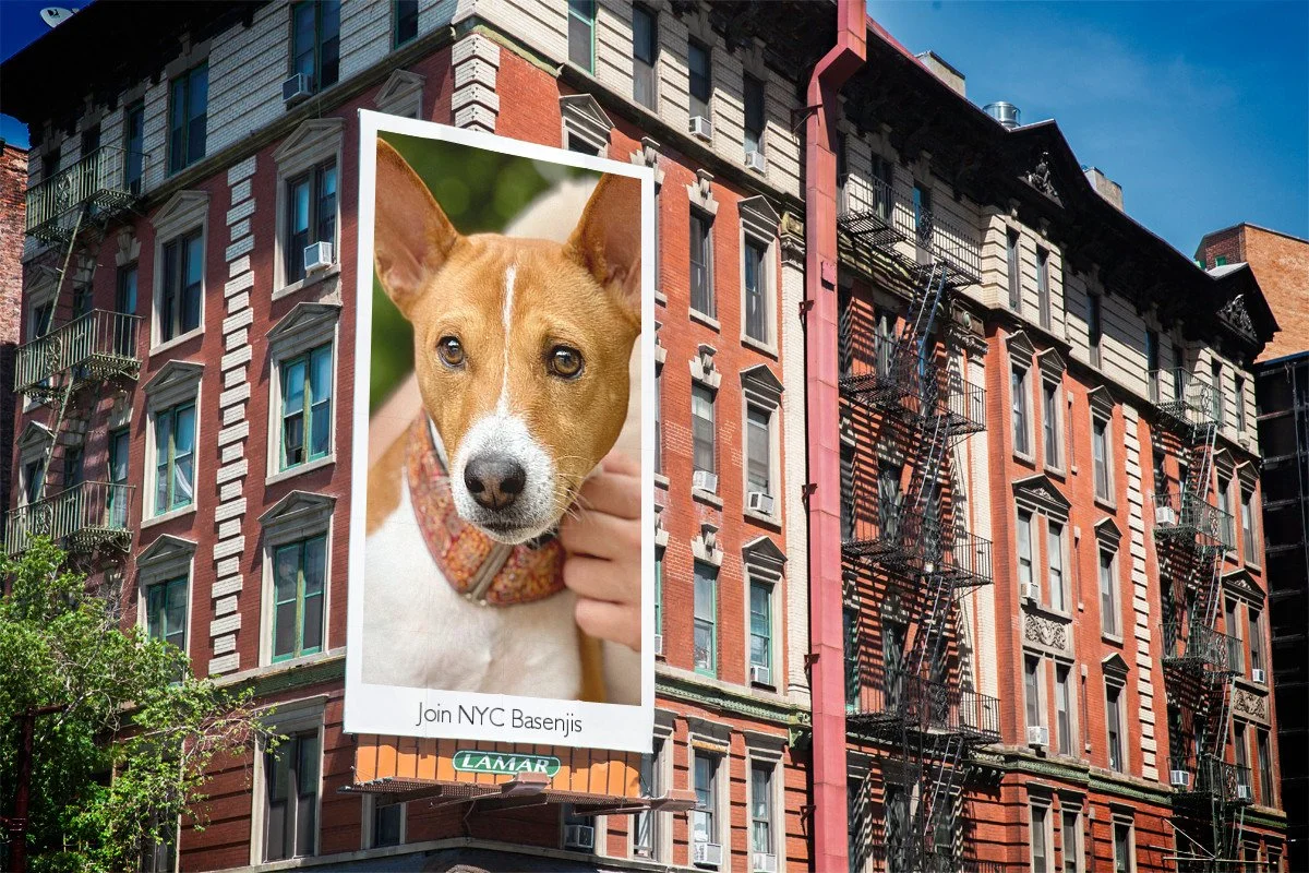Join Us! - New York City Basenji Meetup - 18 October 2026