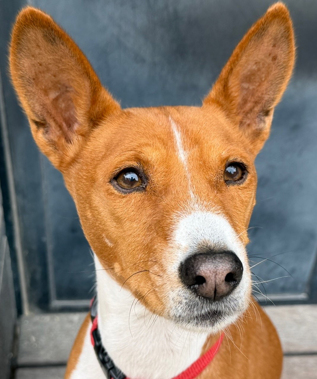 Old Dog Kepler and the Running Youngsters - New York City Basenji Meetup - 4 October 2026