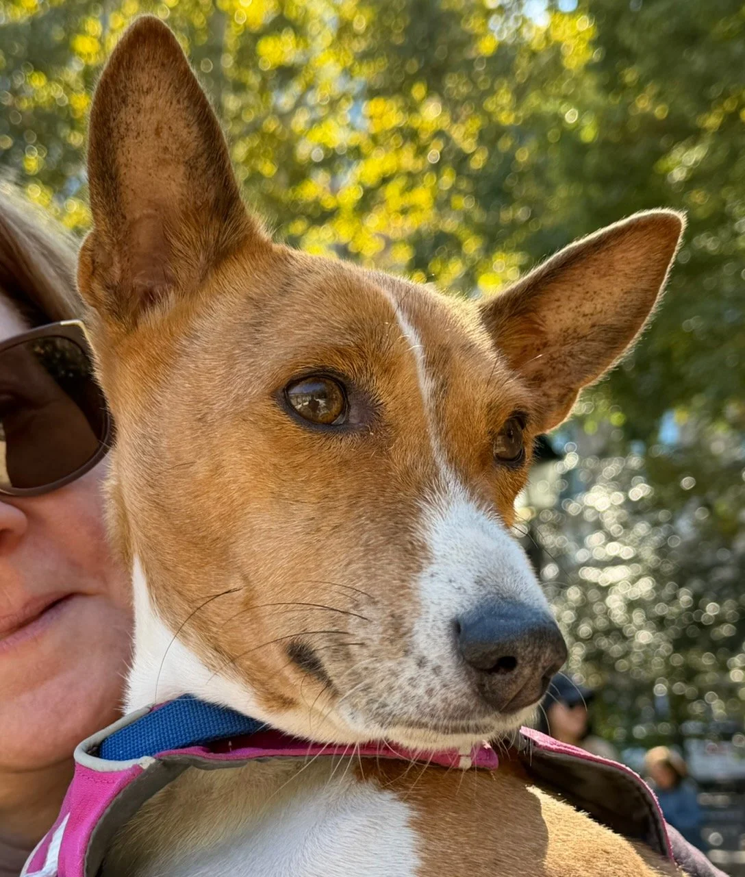 Five Basenjis and a Friend in the Sun - New York City Basenji Meetup - 18 October 2026