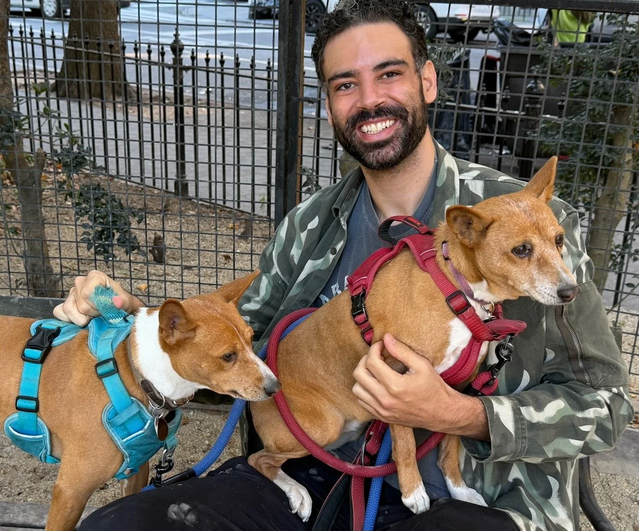 Join Us! - New York City Basenji Meetup - 1 November 2026