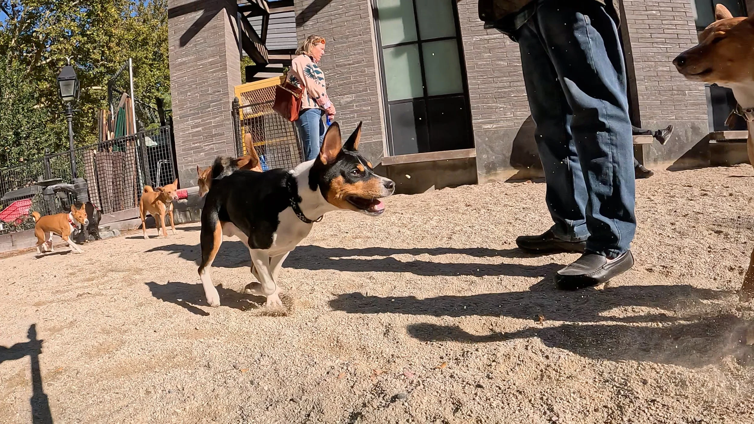 Young and Old Basenjis, Sunny Day, Lots of Action - New York City Basenji Meetup - 25 October 2026