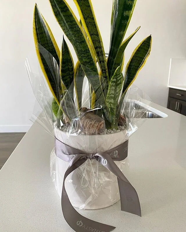 This beauty went to a client but I wished it was for me 😅 If you have the means to spend right now, help out the community and spend locally (i.e. Orchid Dynasty) Stay safe out there, friends! .
.
.
.
#realtorlife #plants #plantlife #homesweethome #