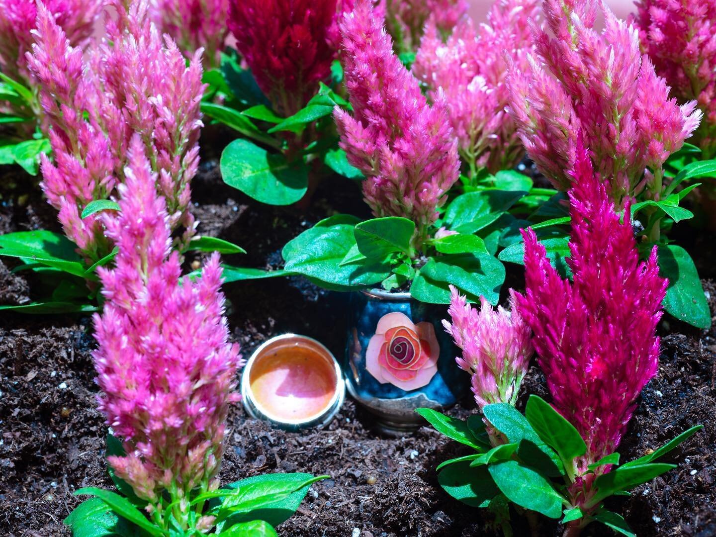 Have you ever planted a silver jar and come back the next day to find it grew a small forest of celosia? #editorial #silverjar #enamel #snag #snagmember #photography #magicaljar #celosia #cloisonne