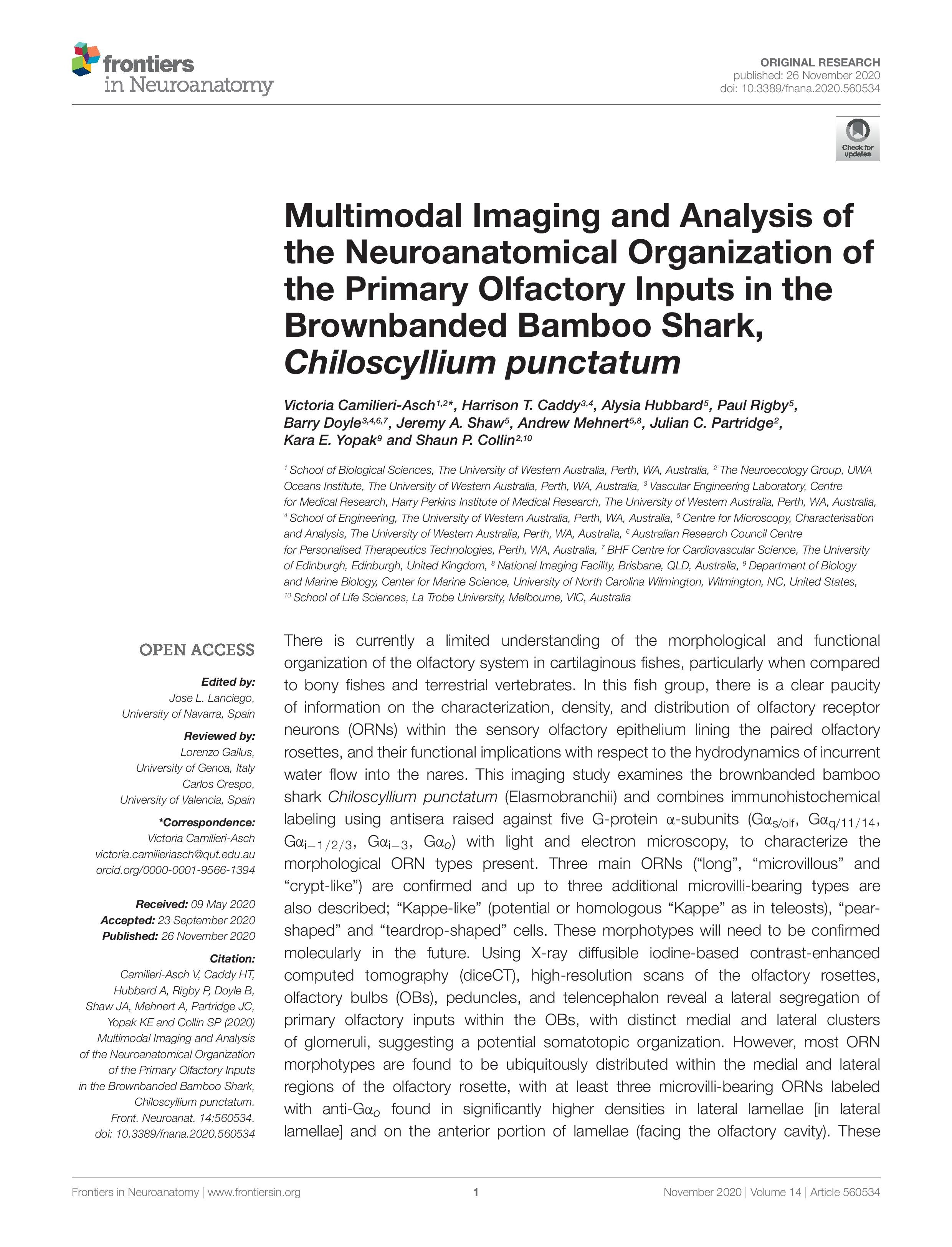 Multimodal Imaging and Analysis of the Neuroanatomical Organization of the Primary Olfactory Inputs in the Brownbanded Bamboo Shark, Chiloscyllium punctatum pg1-page-001.jpg