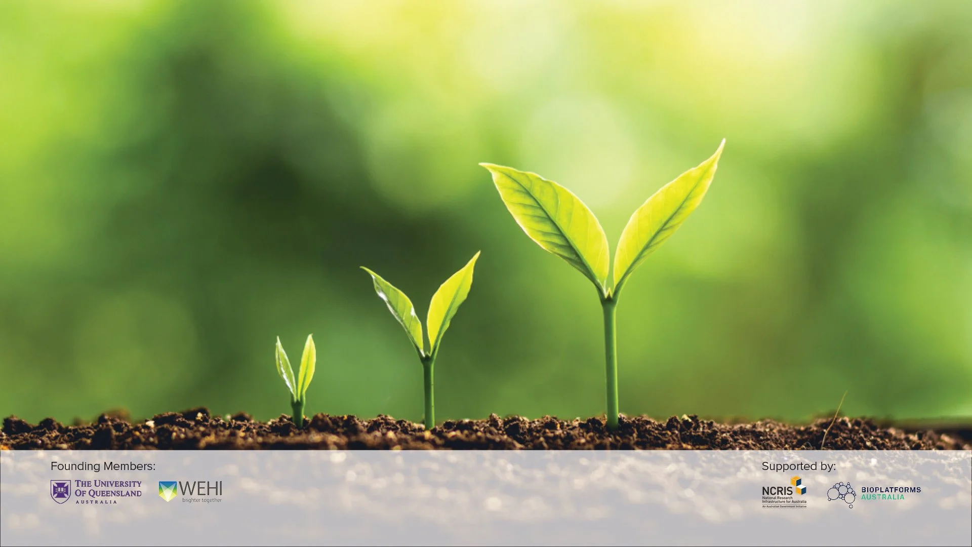 AGRF Agriculture - Breeding - Seedlings_FW.jpg