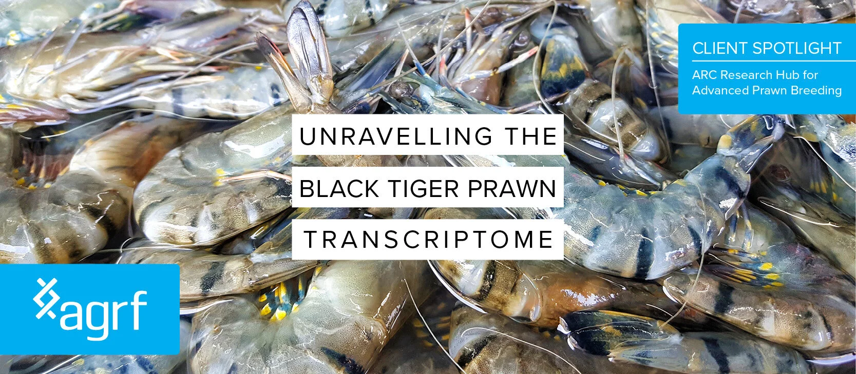 Blog Banner_PRawnTranscriptome.jpg