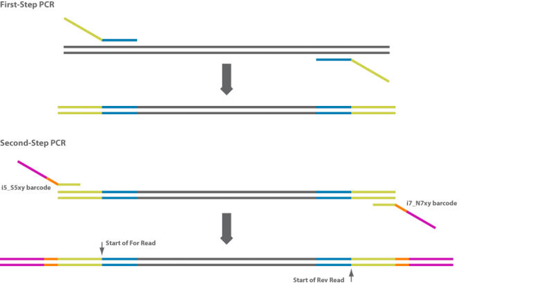 Figure 1: Schematic of 2-Stage PCR library preparation workflow. You simply submit the First-Step PCR products to AGRF for us to complete the Second-Step PCR which attaches the individual sample index and remaining Illumina adapter for sequencing on a MiSeq.