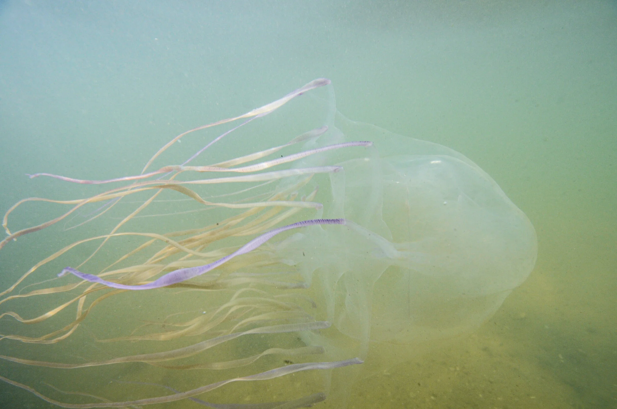 the lethal australian box jellyfish