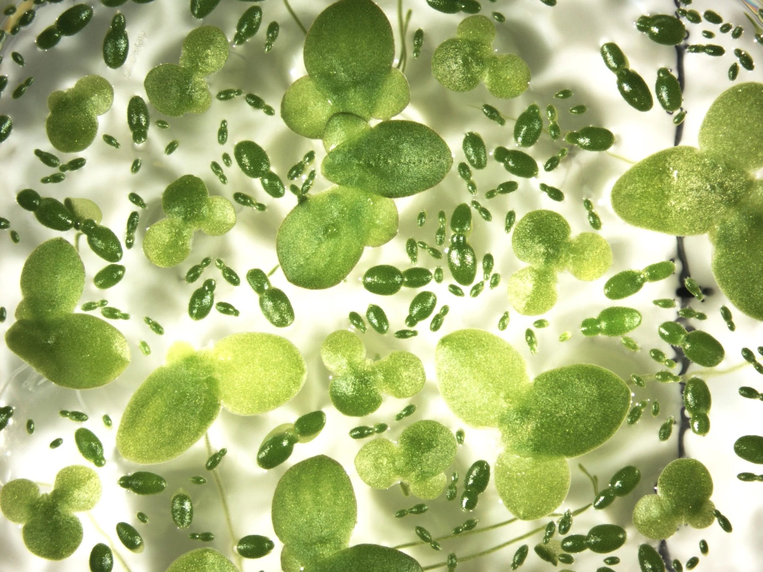 Off-world Living Through Plants for Space (P4S)