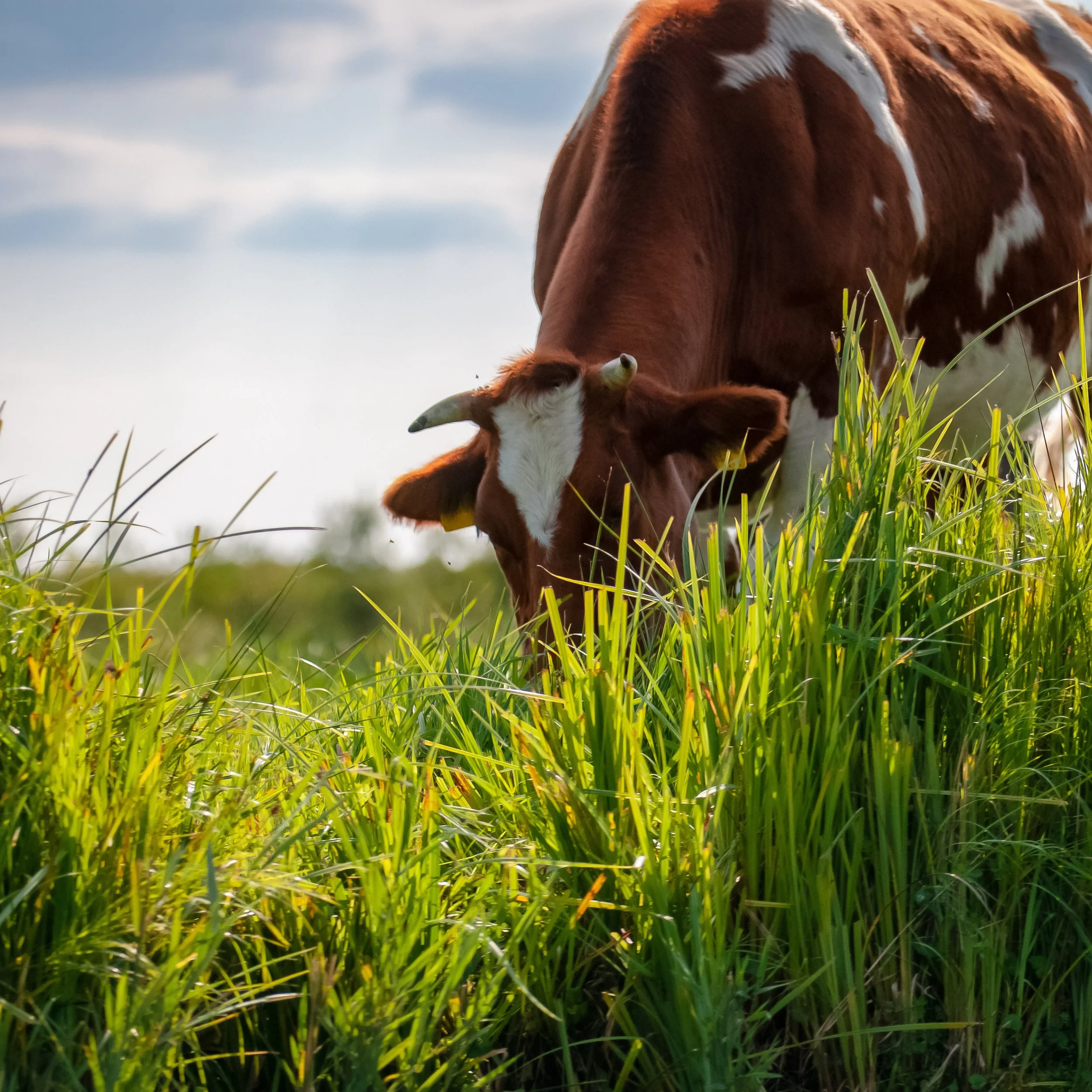 Animal and Livestock webtile (3).jpg