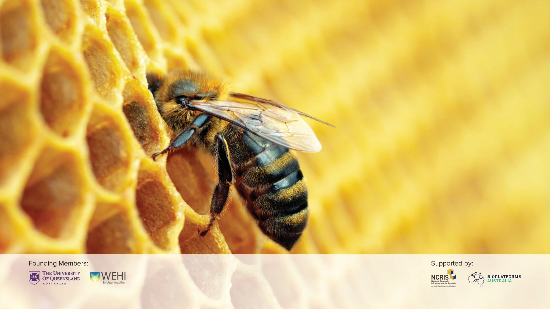 AGRF Conservation - Bees_FW.jpg