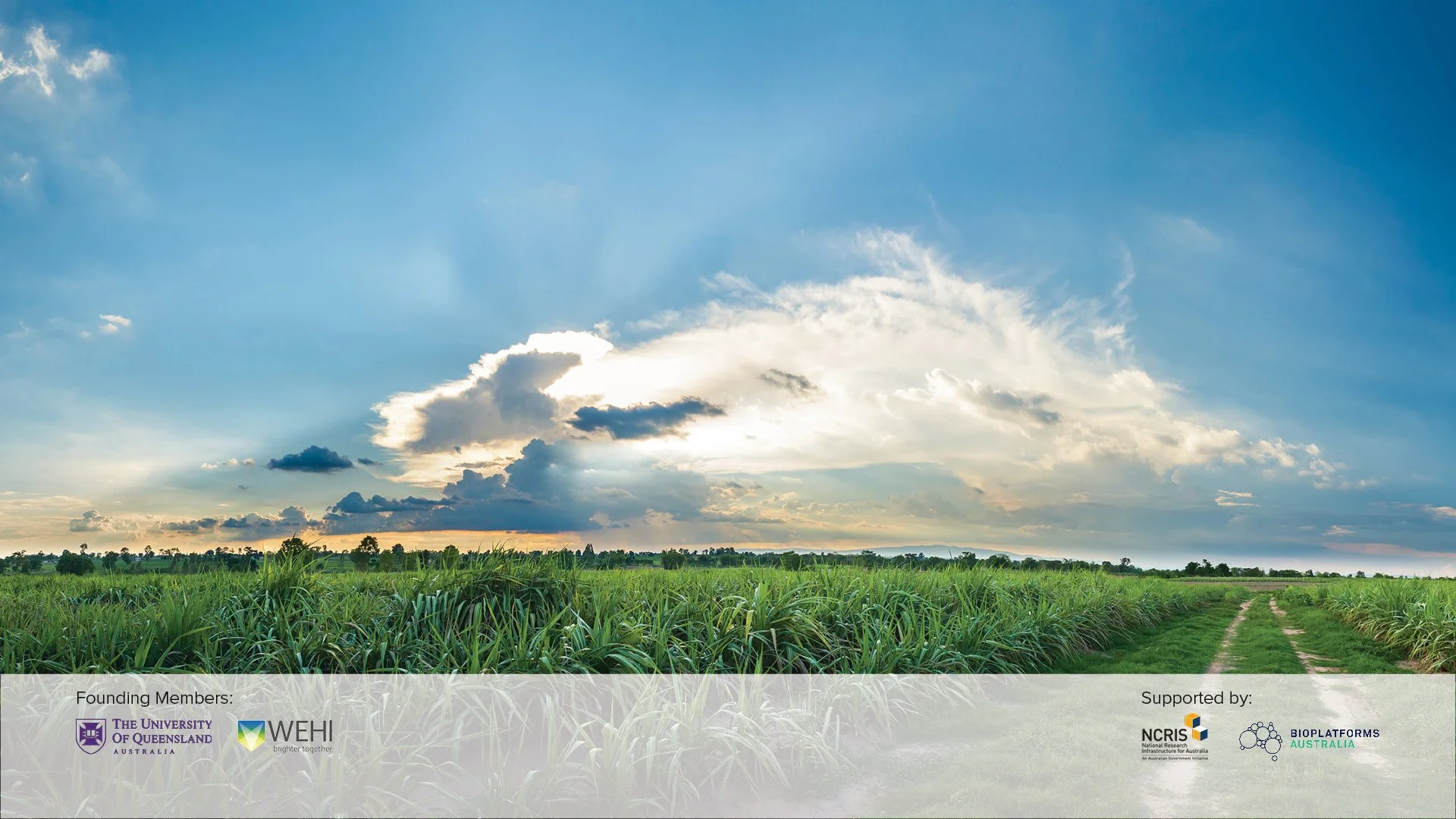 AGRF Agriculture - Breeding - Sugar Farm_FW.jpg