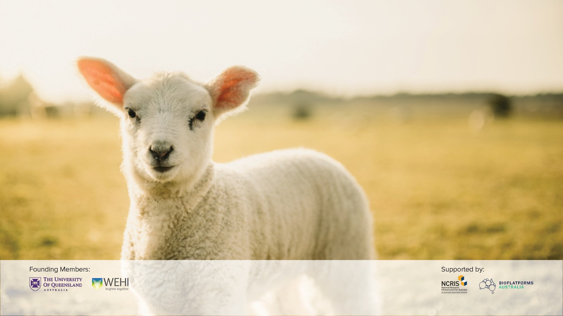 AGRF Agriculture - Breeding - Sheep_FW.jpg