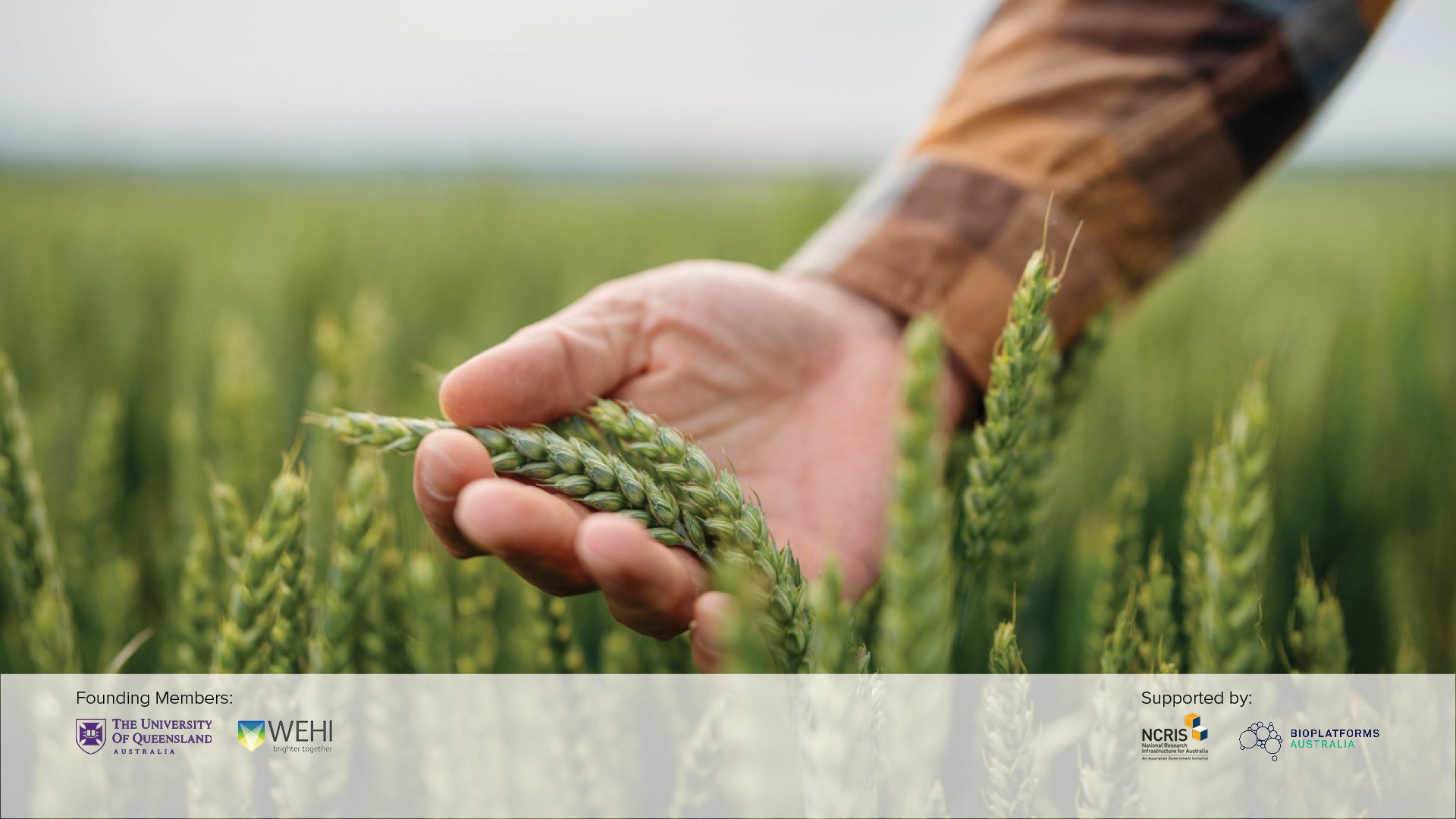 AGRF Agriculture - Breeding - Wheat Farm_FW.jpg