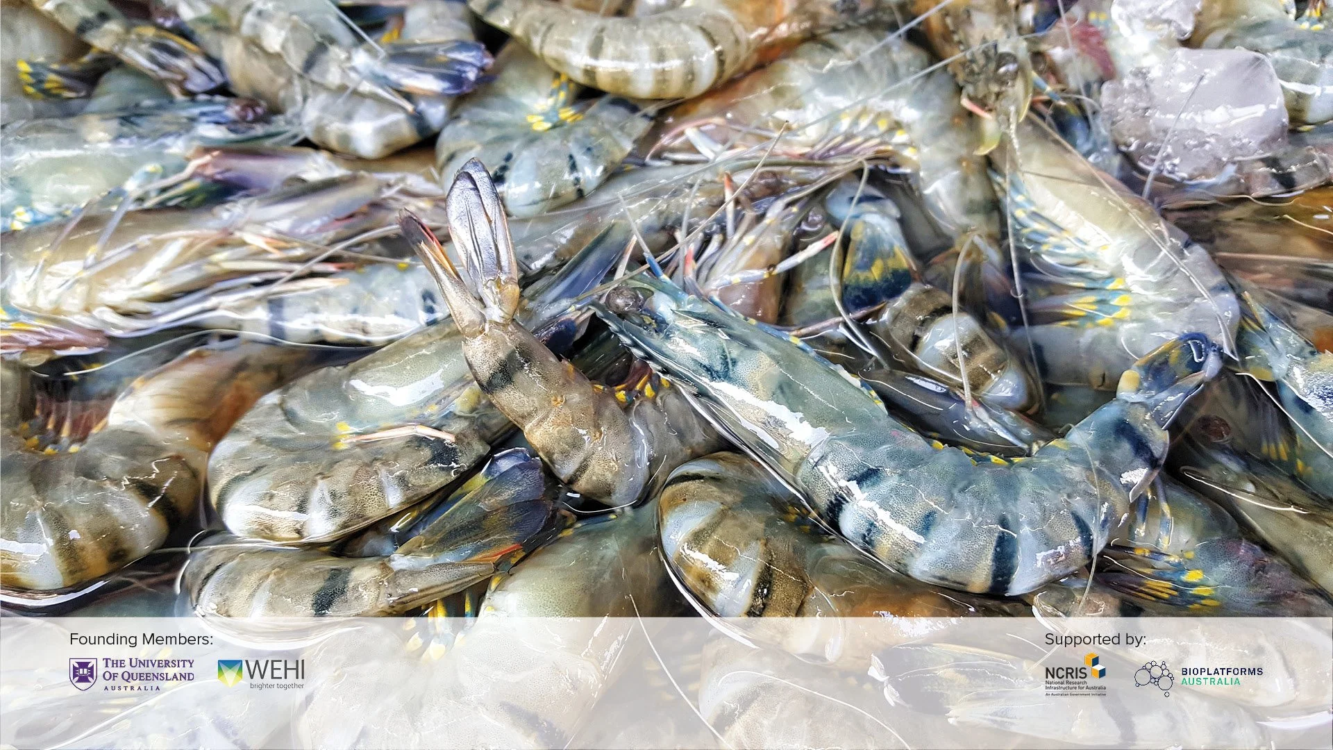 AGRF Aquaculture - Breeding - Prawn_FW.jpg