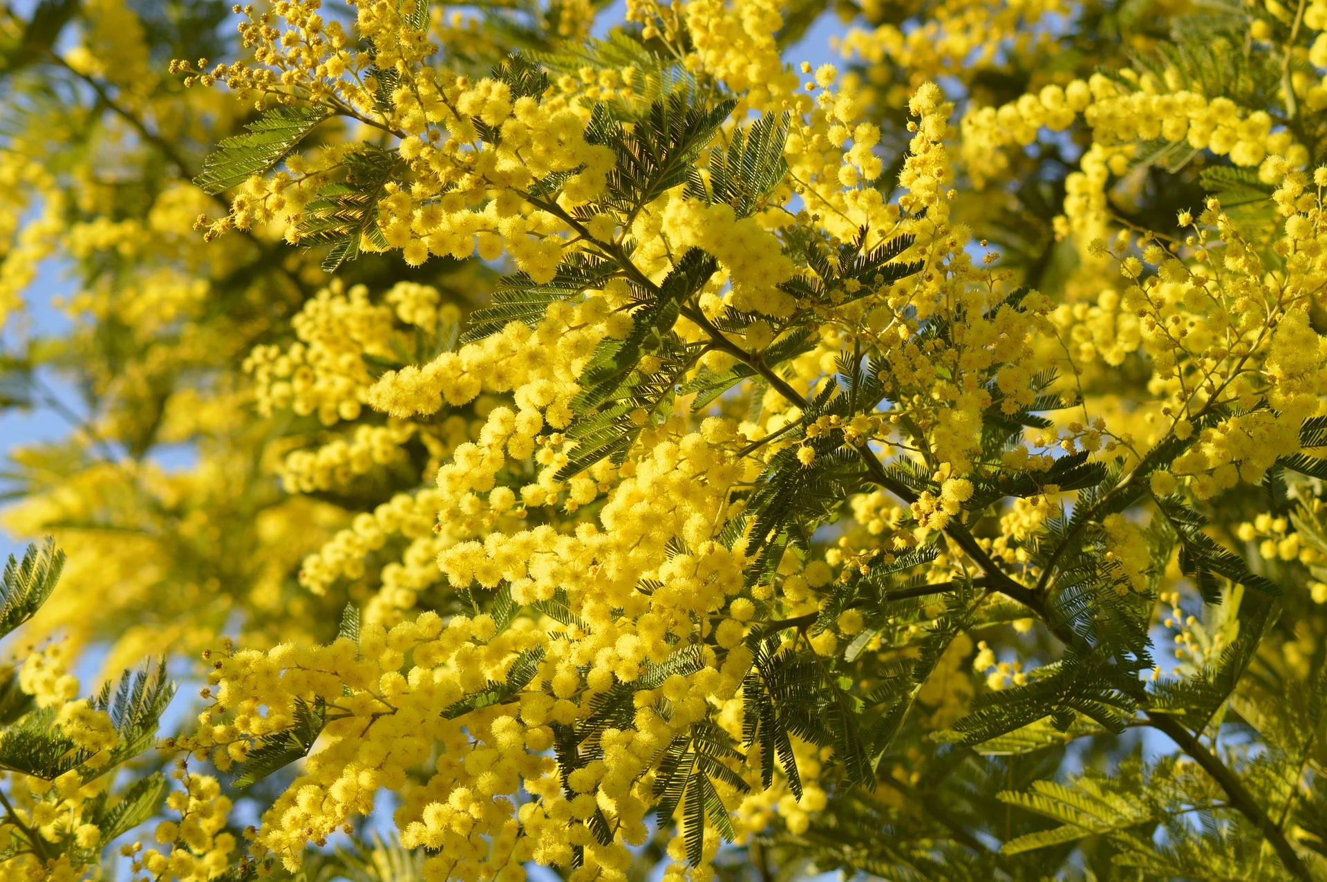 In Italy, to celebrate the day, men give yellow mimosas to women. “Communist politician Teresa Mattei chose the mimosa in 1946 as the symbol of IWD in Italy because she felt that the French symbols of the day, violets and lily-of-the-valley, were too scarce and expensive to be used effectively in Italy” Wikipedia. Photo: Pixabay