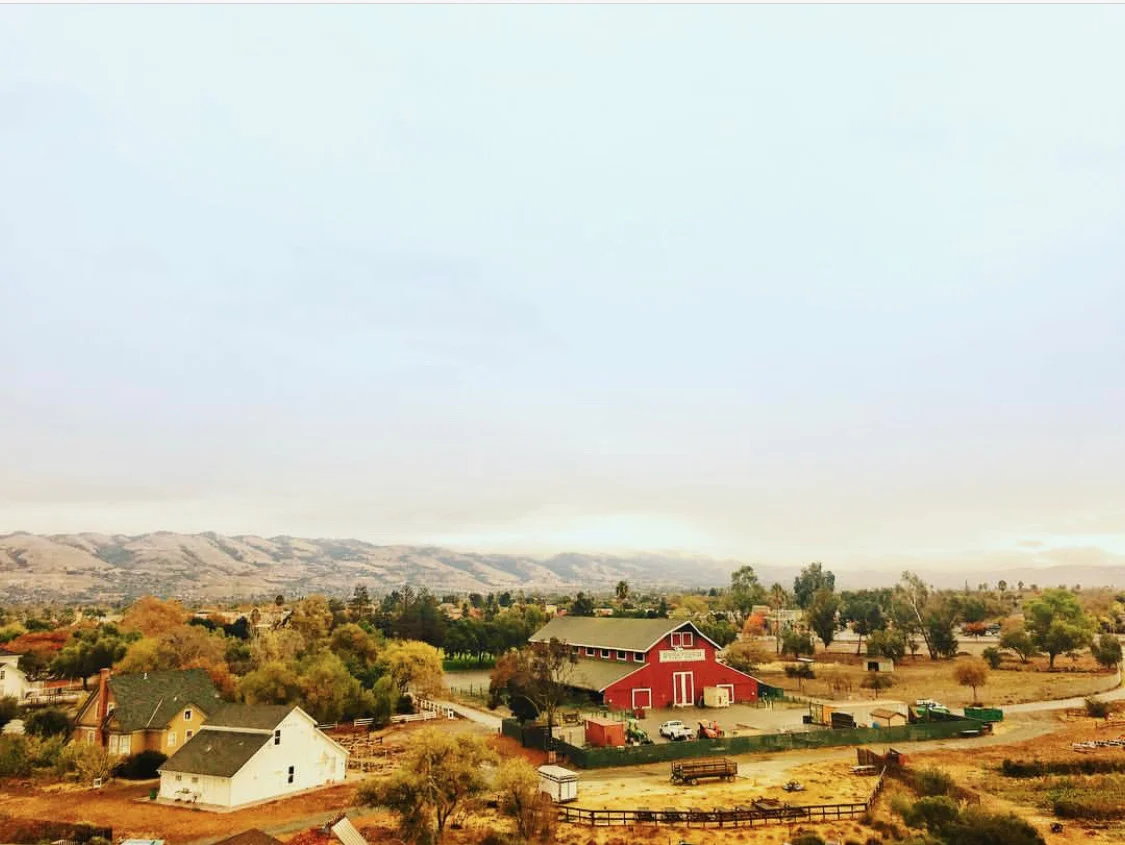 Bay Area Petting Zoos + Farms 