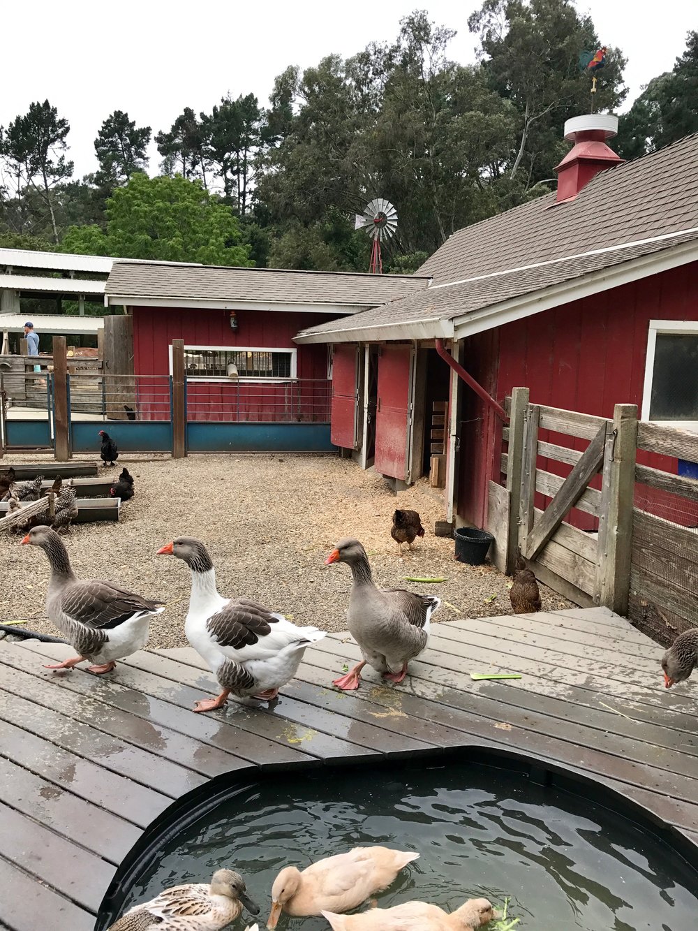 Bay Area Petting Zoos + Farms — Bay Area Moms