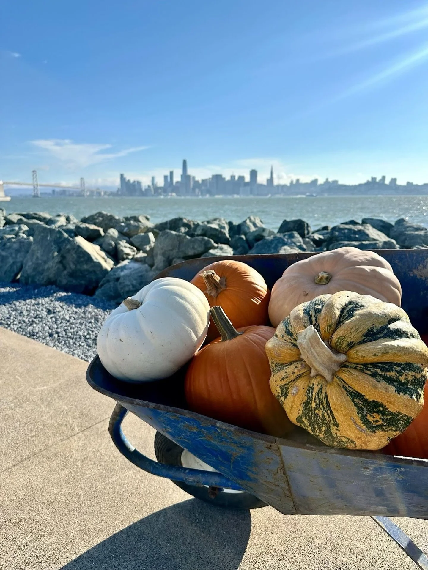 Treasure Island Harvest Festival &amp; Pumpkin Patch &ndash; October 5

Celebrate spooky season with @treasureislandsanfrancisco at the Harvest Festival &amp; Pumpkin Patch on Sunday, October 5, from 10AM&ndash;4PM at the new Cityside Park! 

Enjoy a