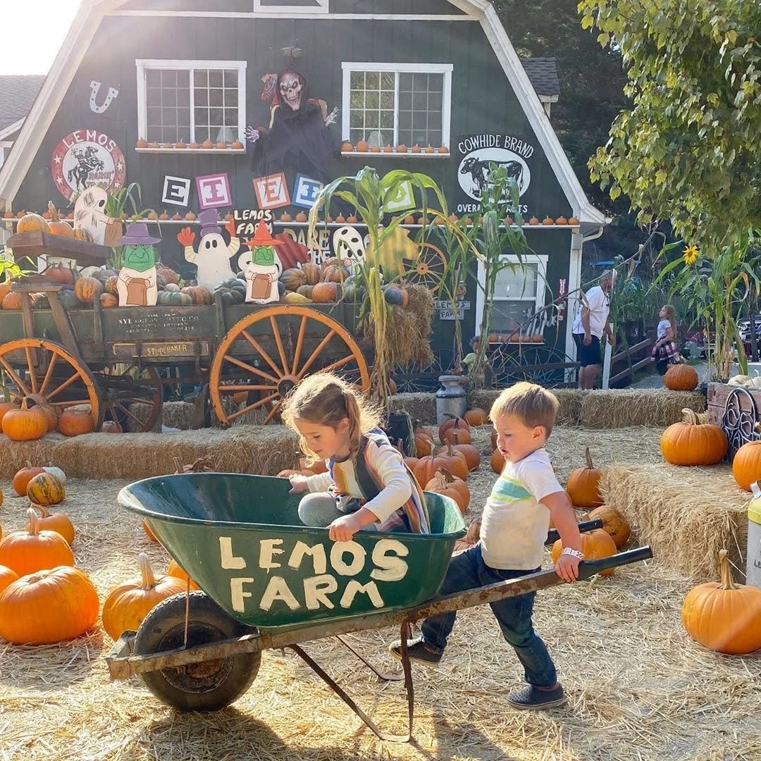 Best Pumpkin Patches in the Bay Area for Families: 2026 Guide