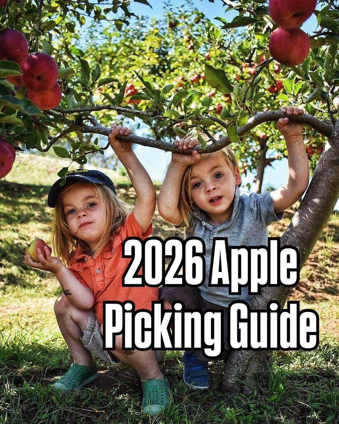 2026 Bay Area Apple Picking Guide: Best U-Pick Orchards for Families