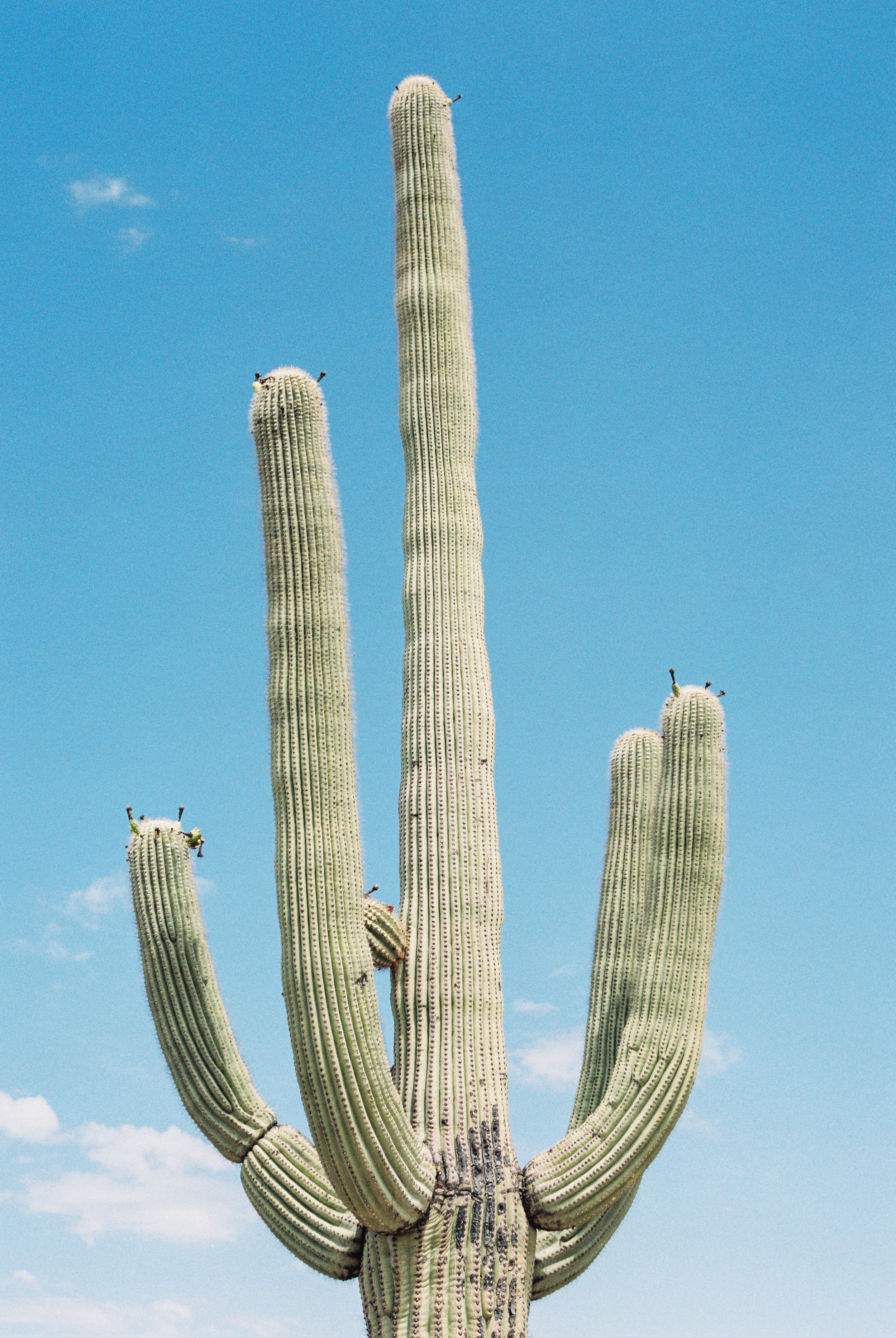 July 2019 - Saguaro National Park