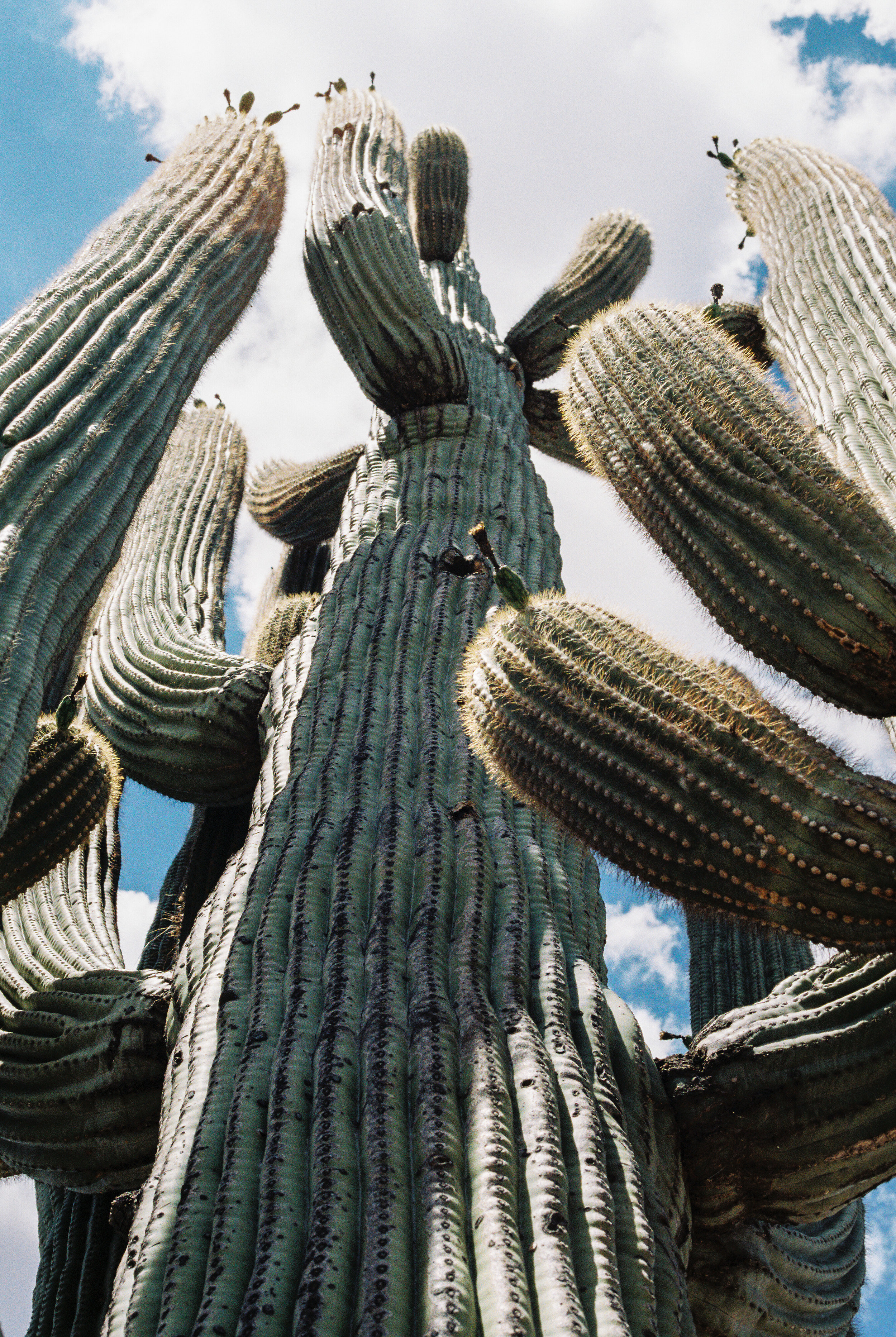 July 2019 - Saguaro National Park