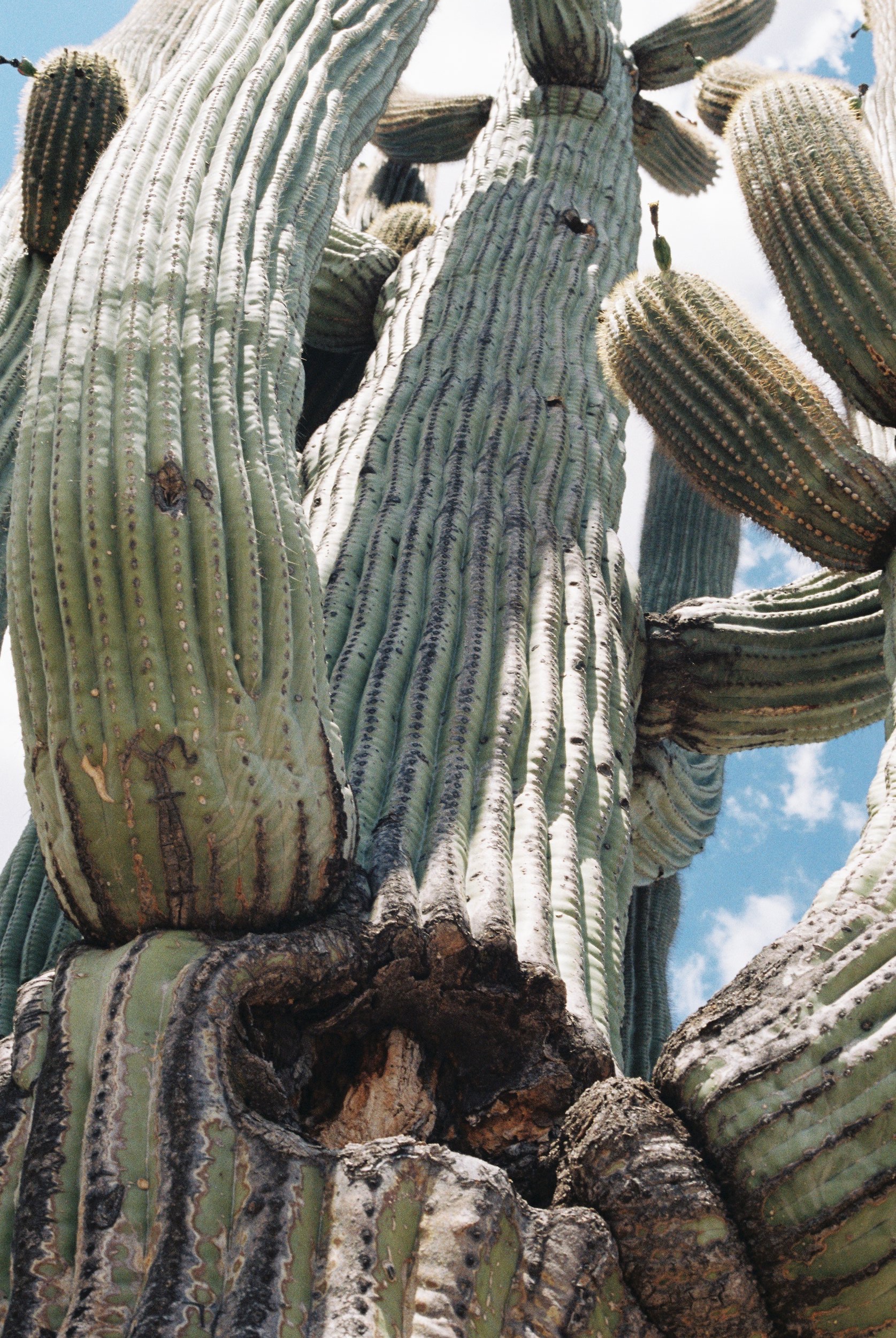 July 2019 - Saguaro National Park