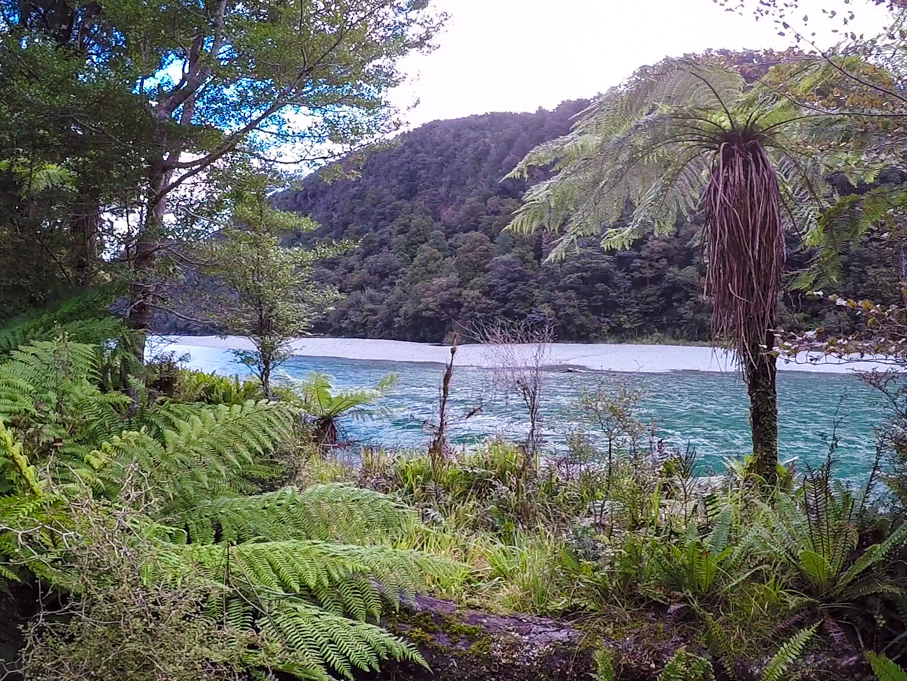 Hollyford (21 of 89).jpg