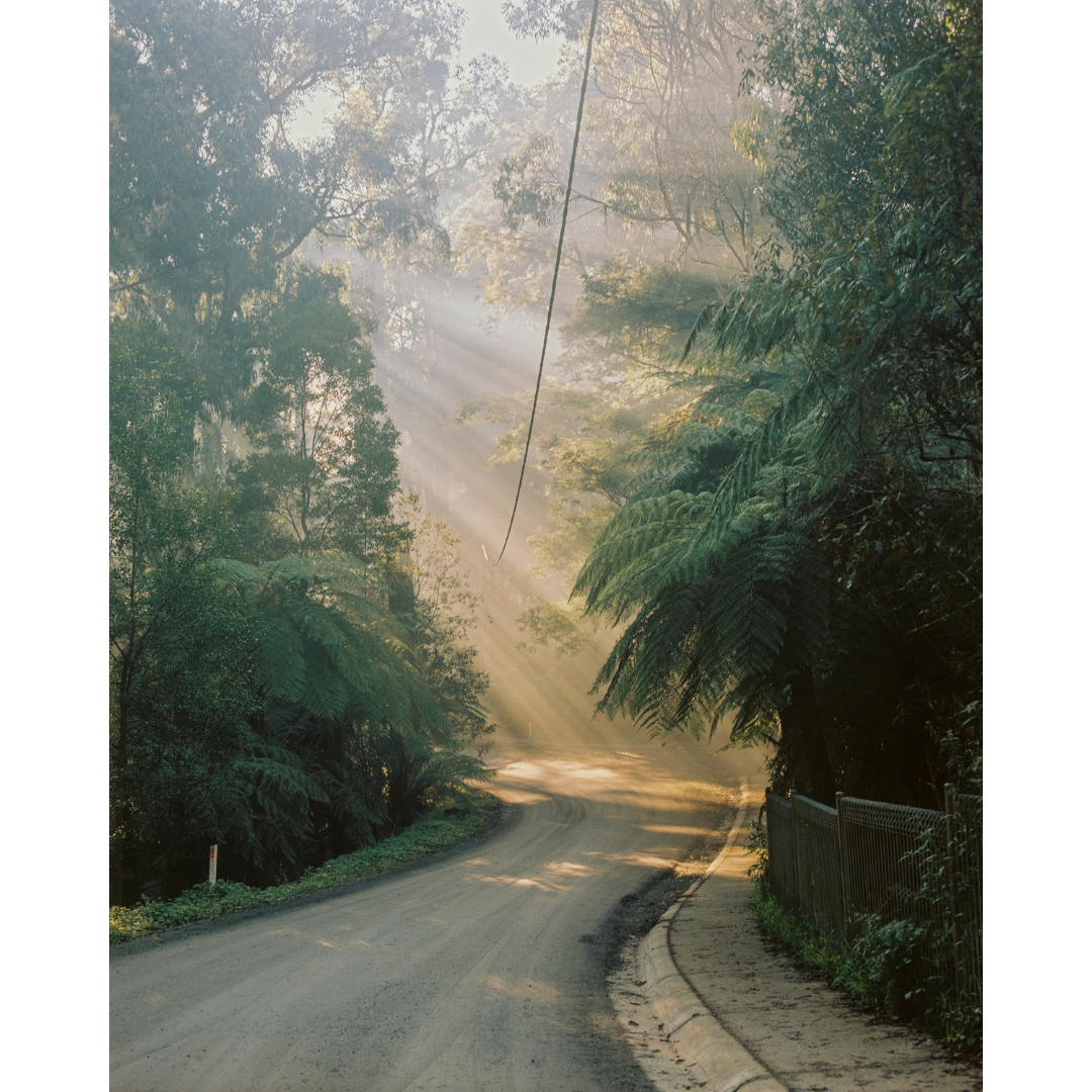 Foggy Mornings Down a Dusty Road #1