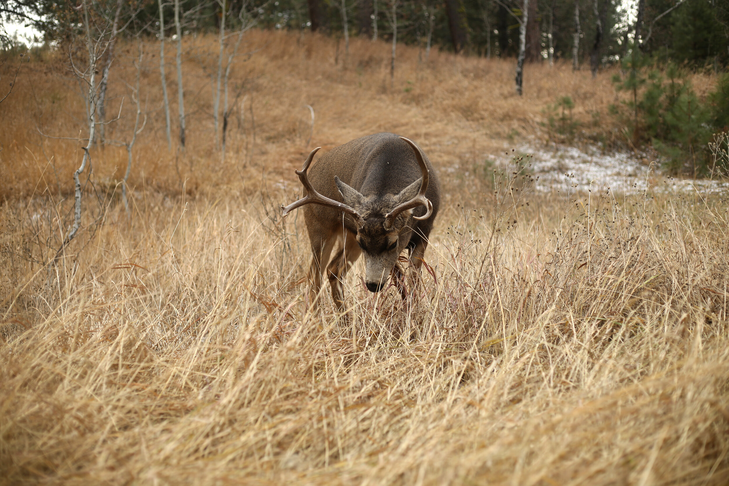 youngbuck.jpg