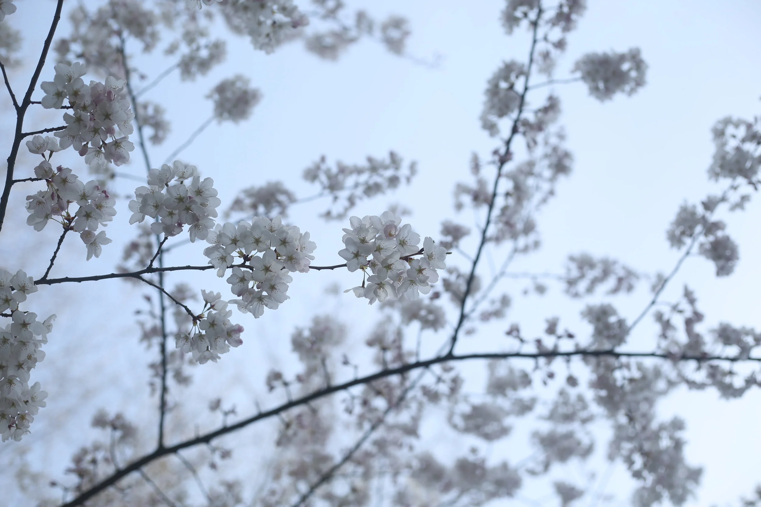  Canopy of dreams   Floats into reality  Will it pass you by? 