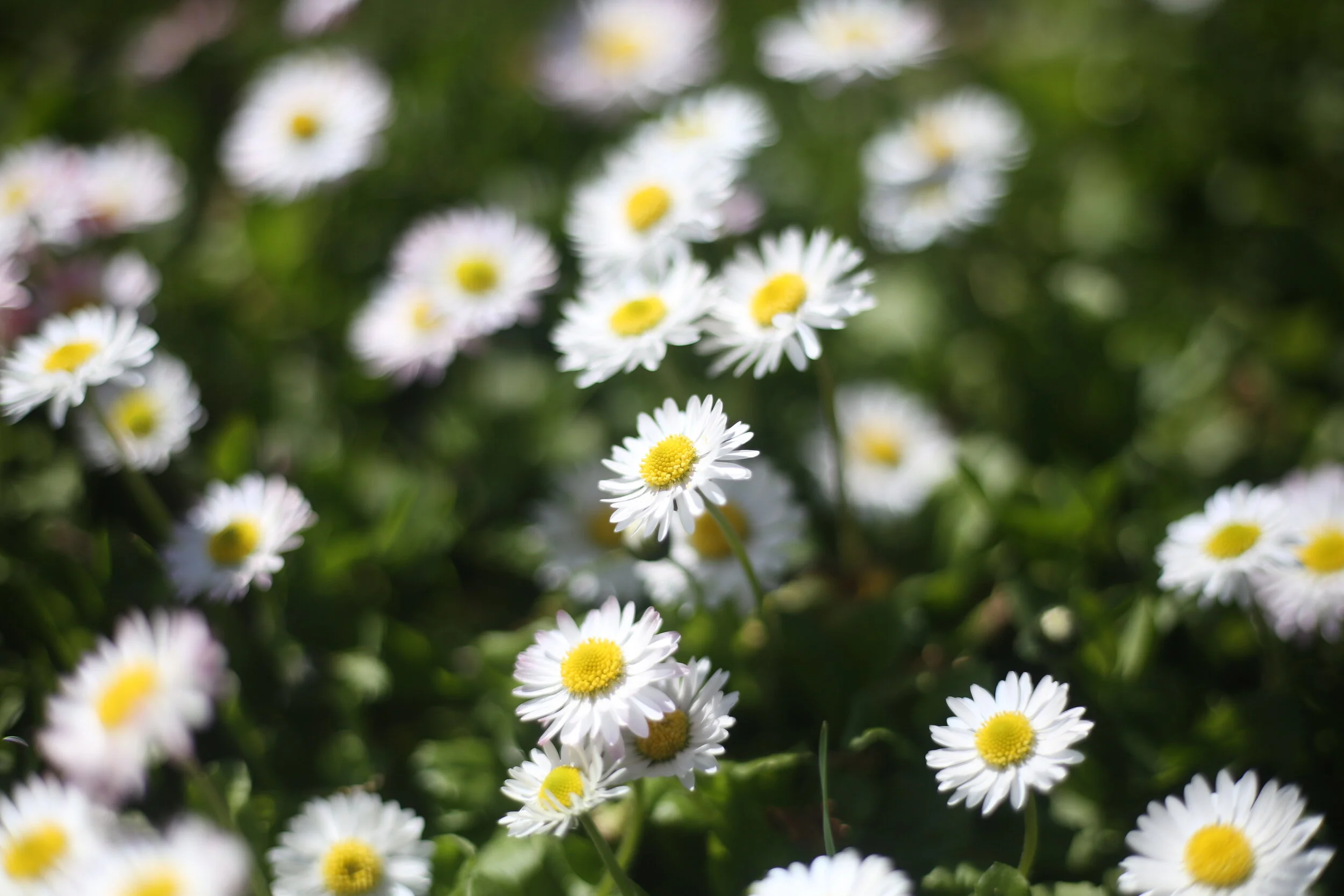  Laying in daisies   Reminds us of our youth   Reaching for freedom 