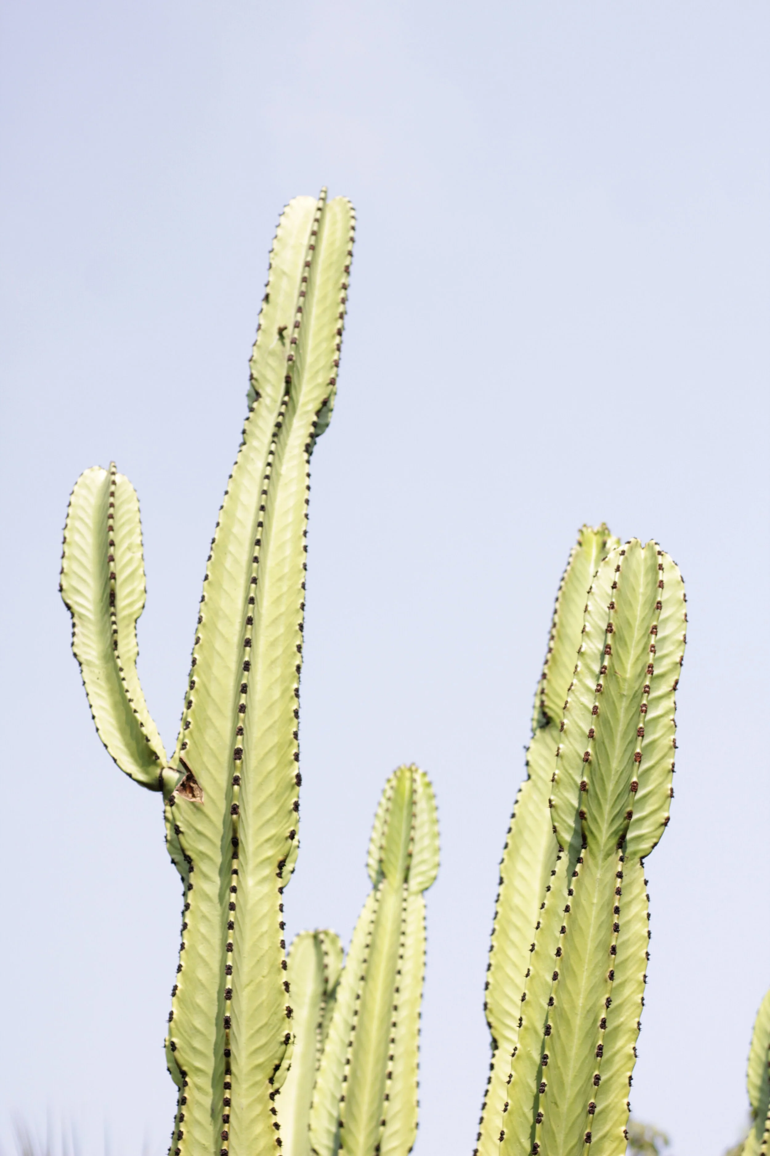  Facing the flowers  Waters the soil of our souls  Freedom in the ground 