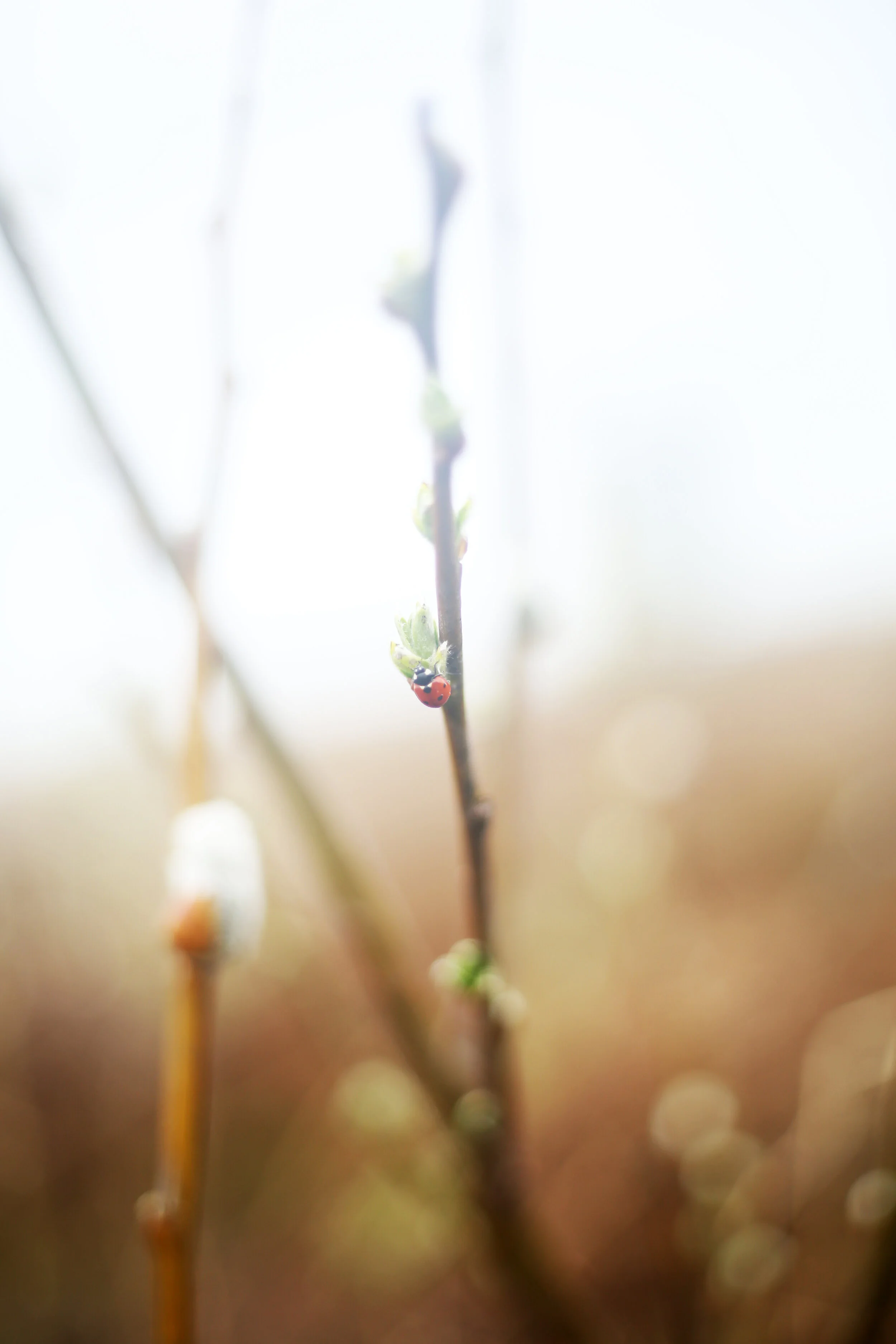  Hanging in the wind  Invisibly fighting a battle   Gracefully winning 