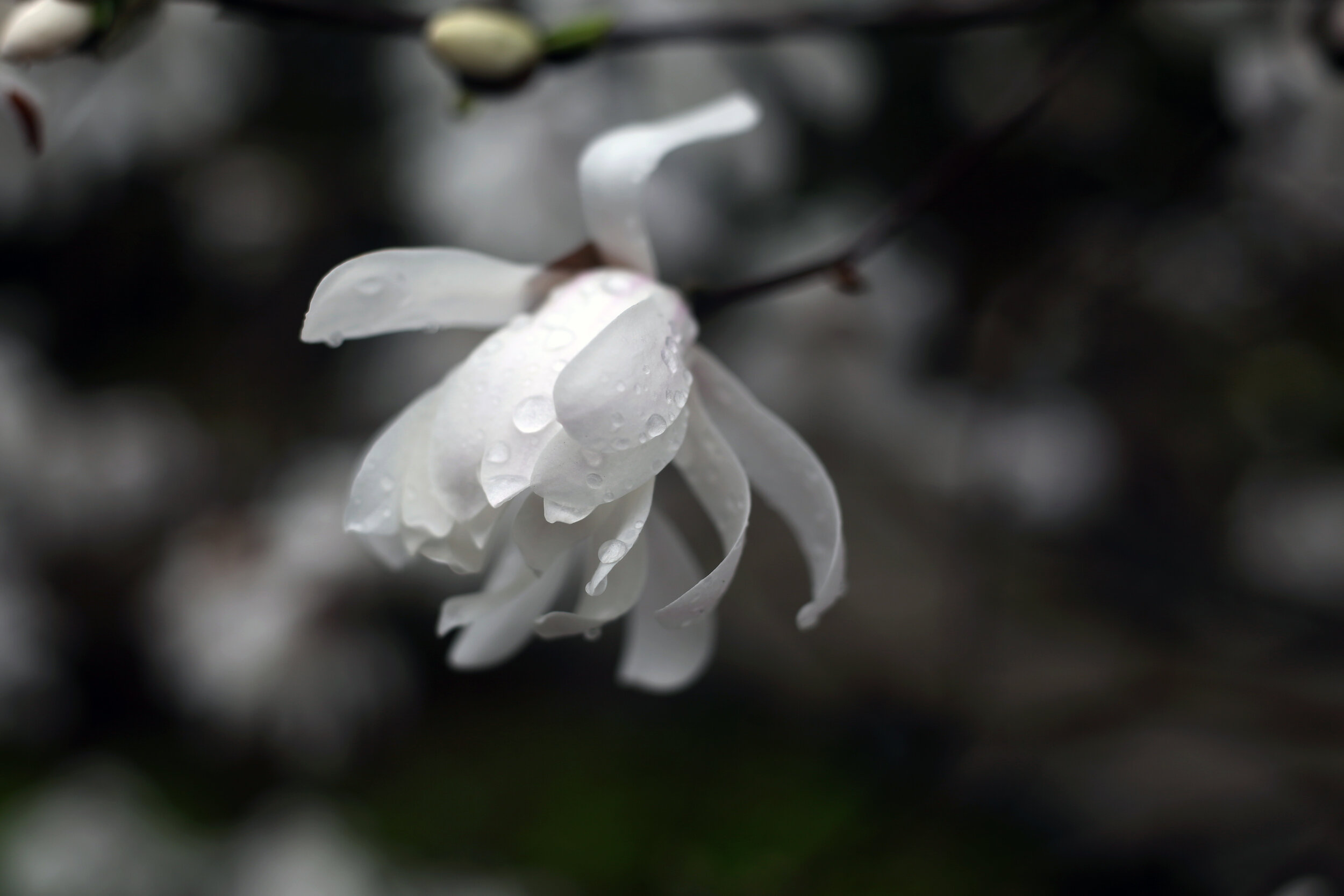 Oh, Magnolia Silent and subtle petals Torch lights up the sky