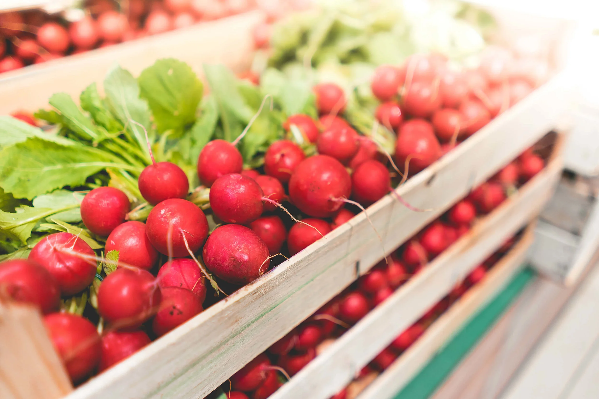 radishes-picjumbo-com (1).jpg